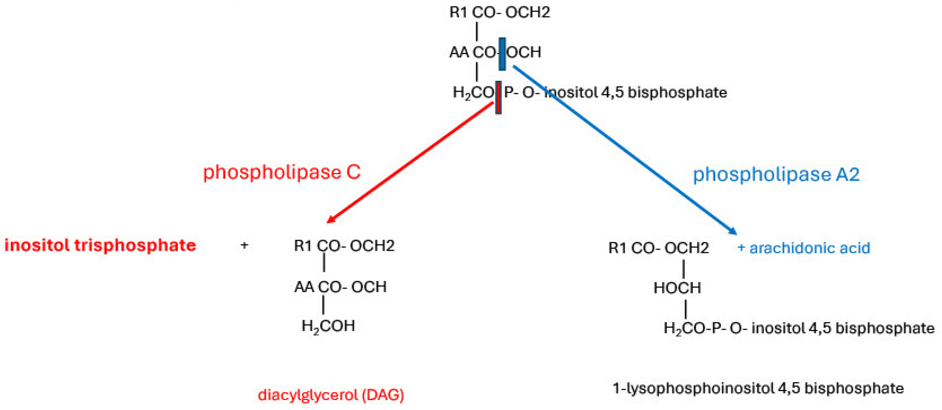 Ijms 26 00383 g005 Ijms 26 00383 g005