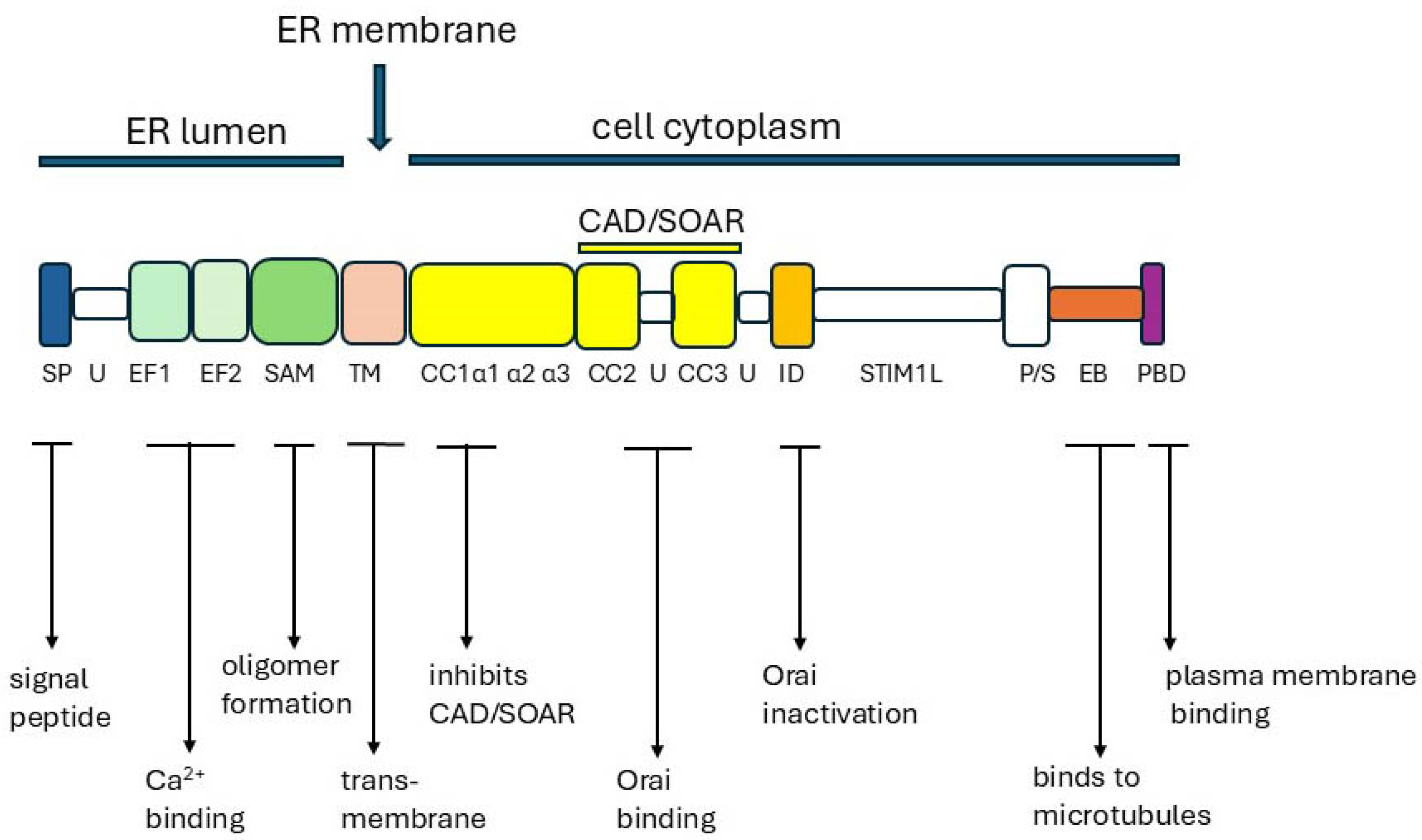Ijms 26 00383 g007 Ijms 26 00383 g007