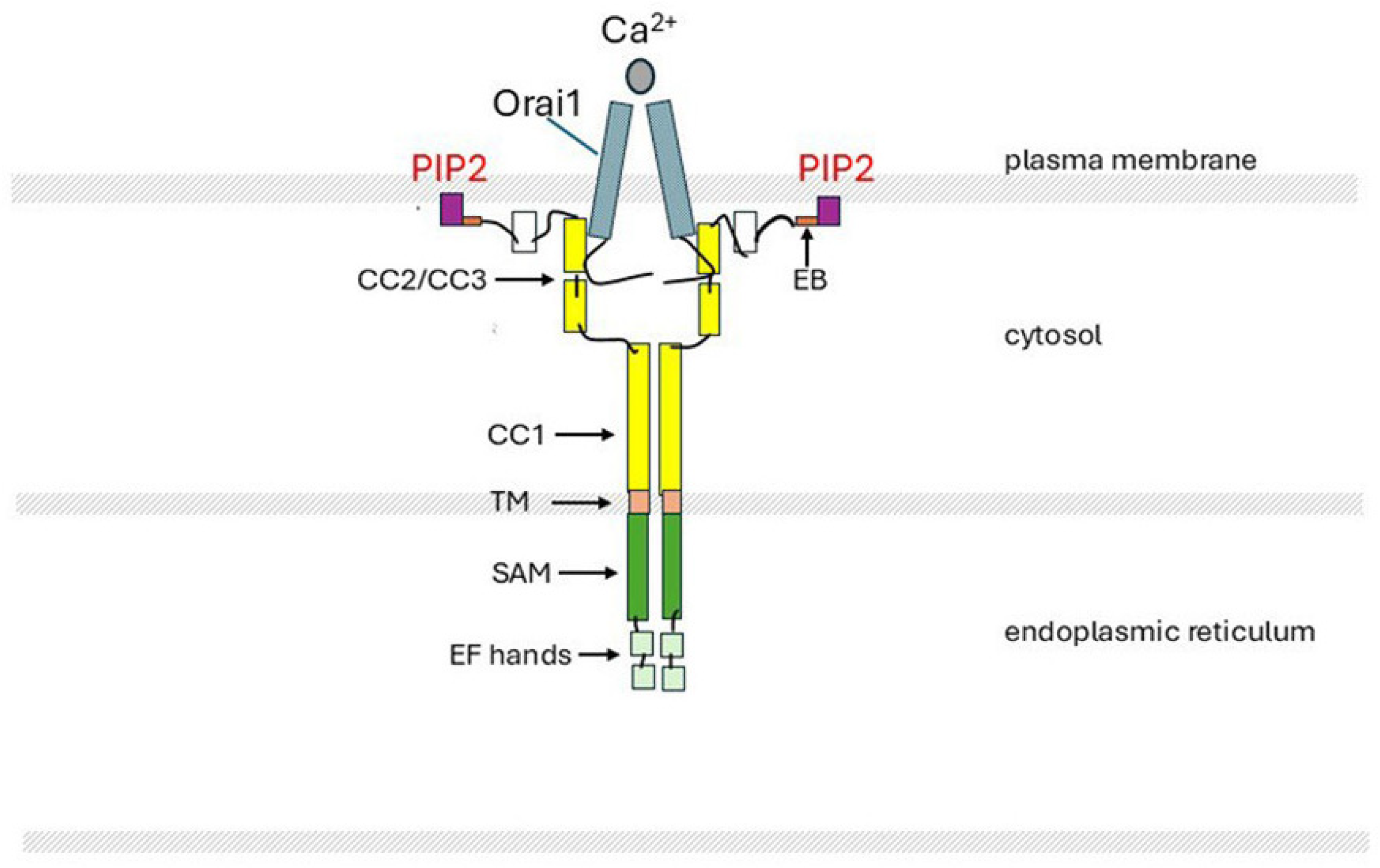 Ijms 26 00383 g008 Ijms 26 00383 g008