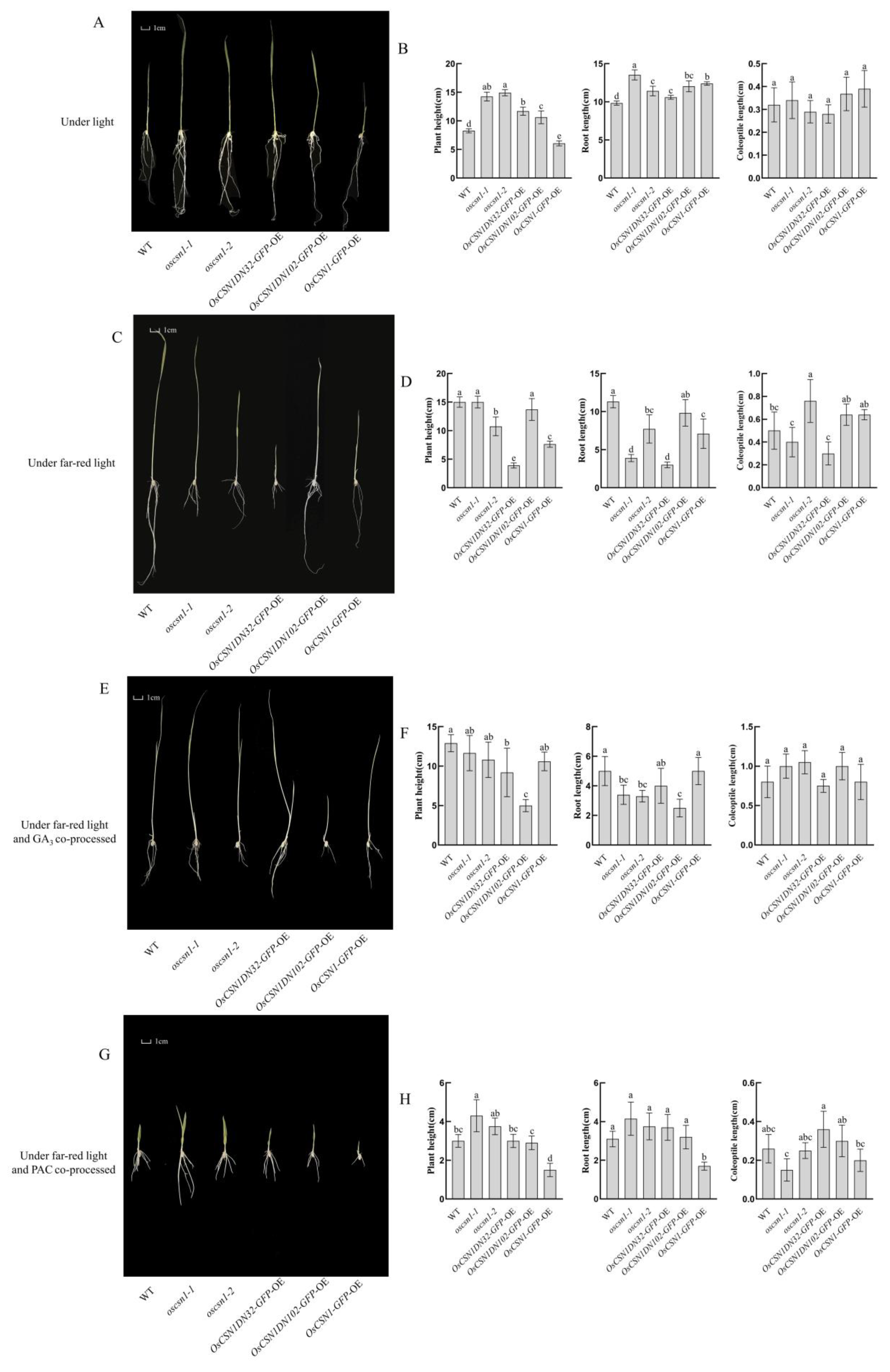 Ijms 26 00522 g001 Ijms 26 00522 g001