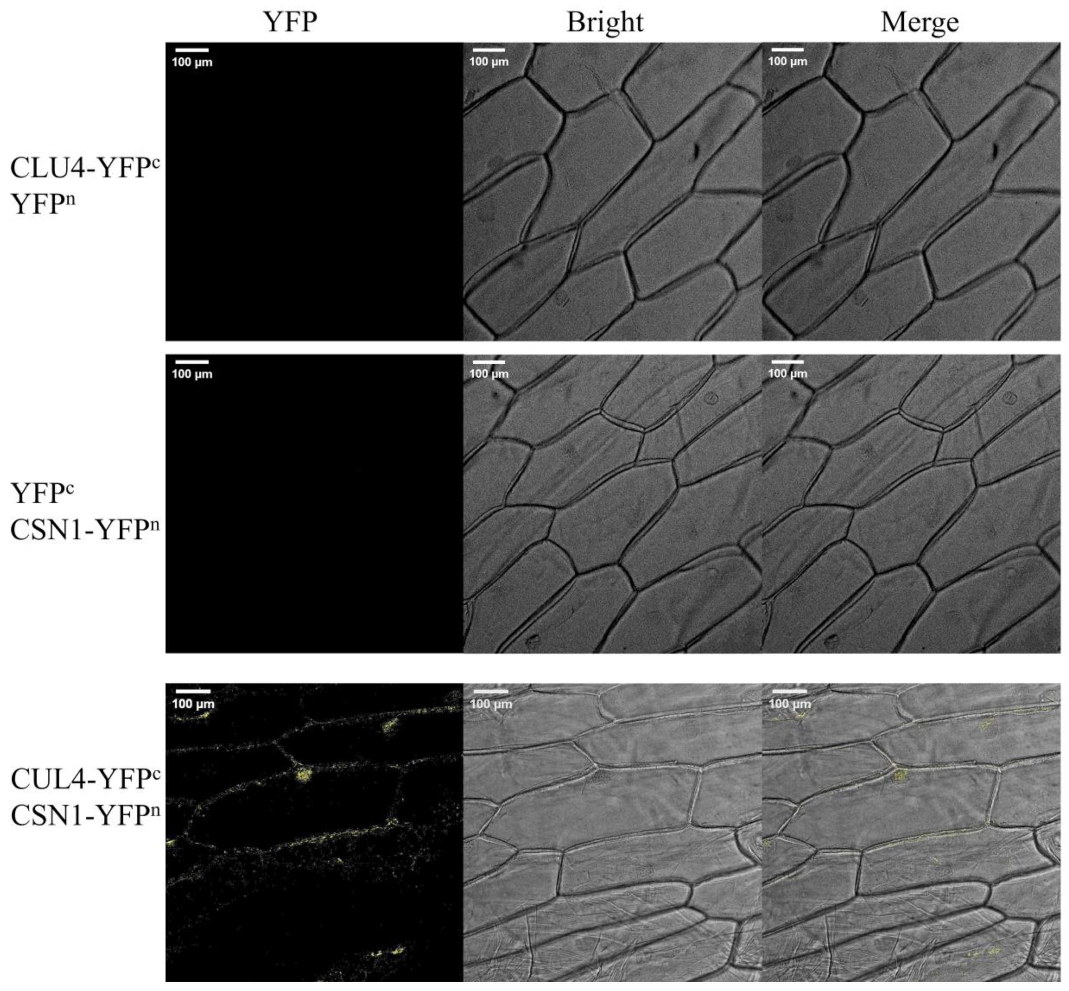 Ijms 26 00522 g004 Ijms 26 00522 g004
