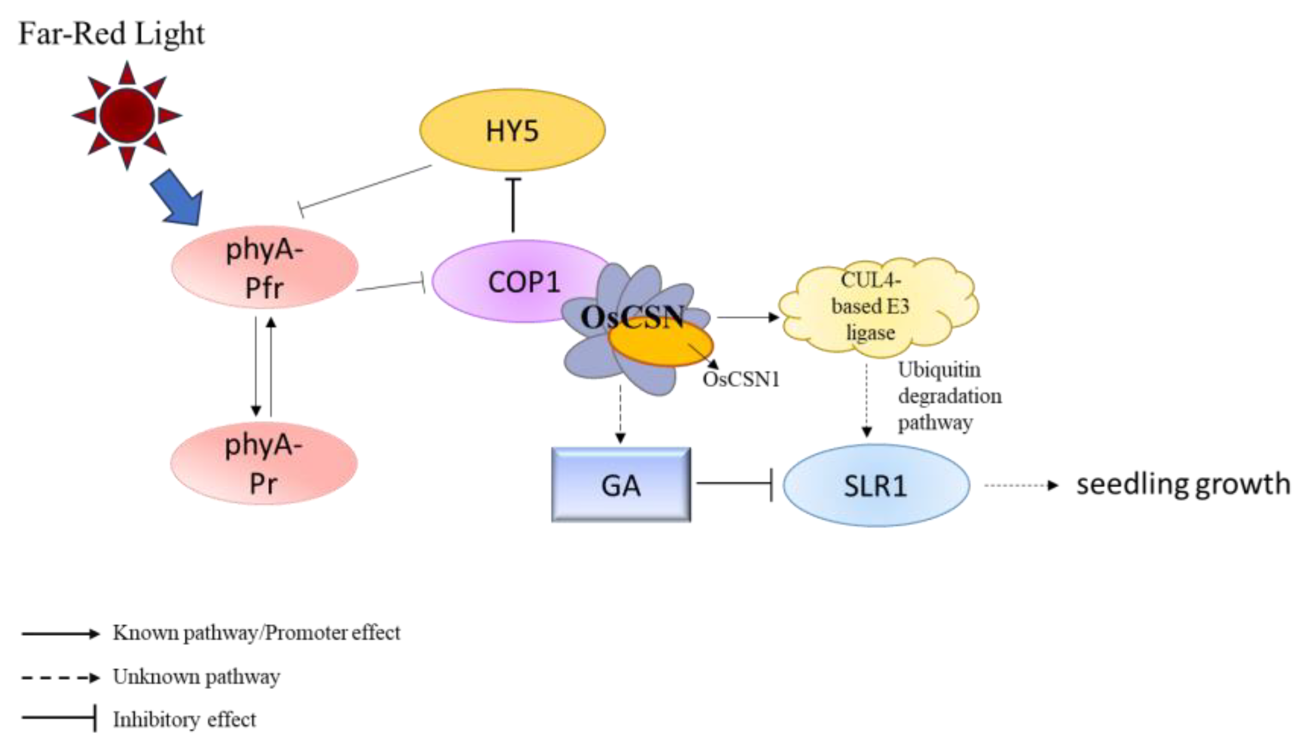 Ijms 26 00522 g005 Ijms 26 00522 g005