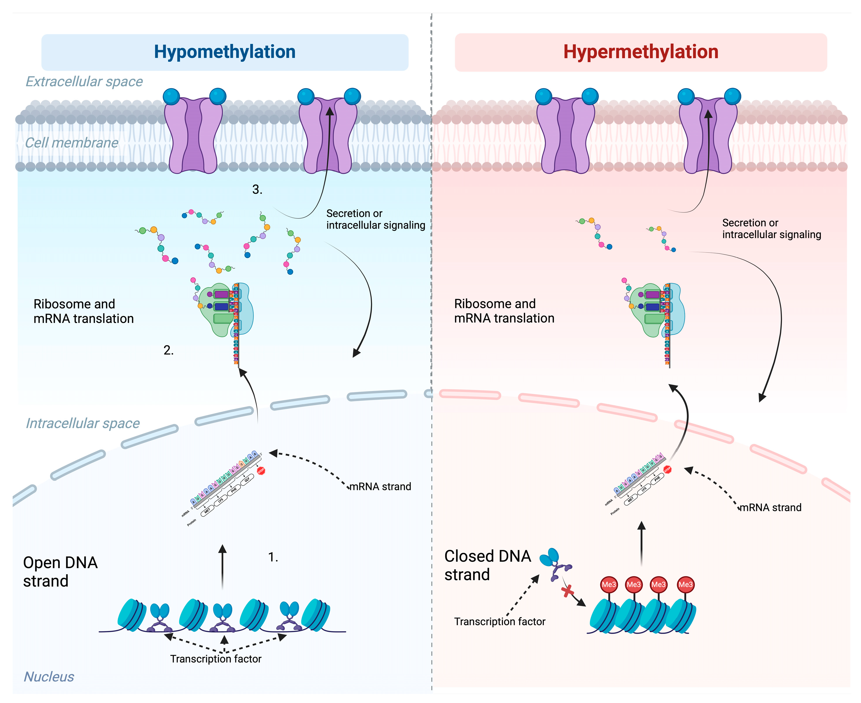 Ijms 26 00531 g001 Ijms 26 00531 g001