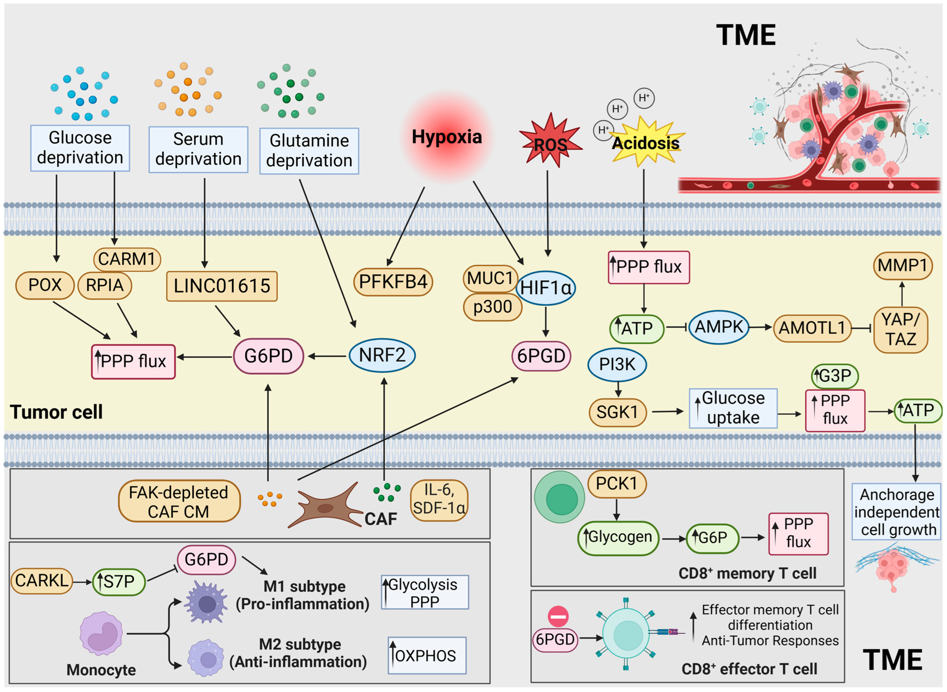 Ijms 26 00610 g003 Ijms 26 00610 g003