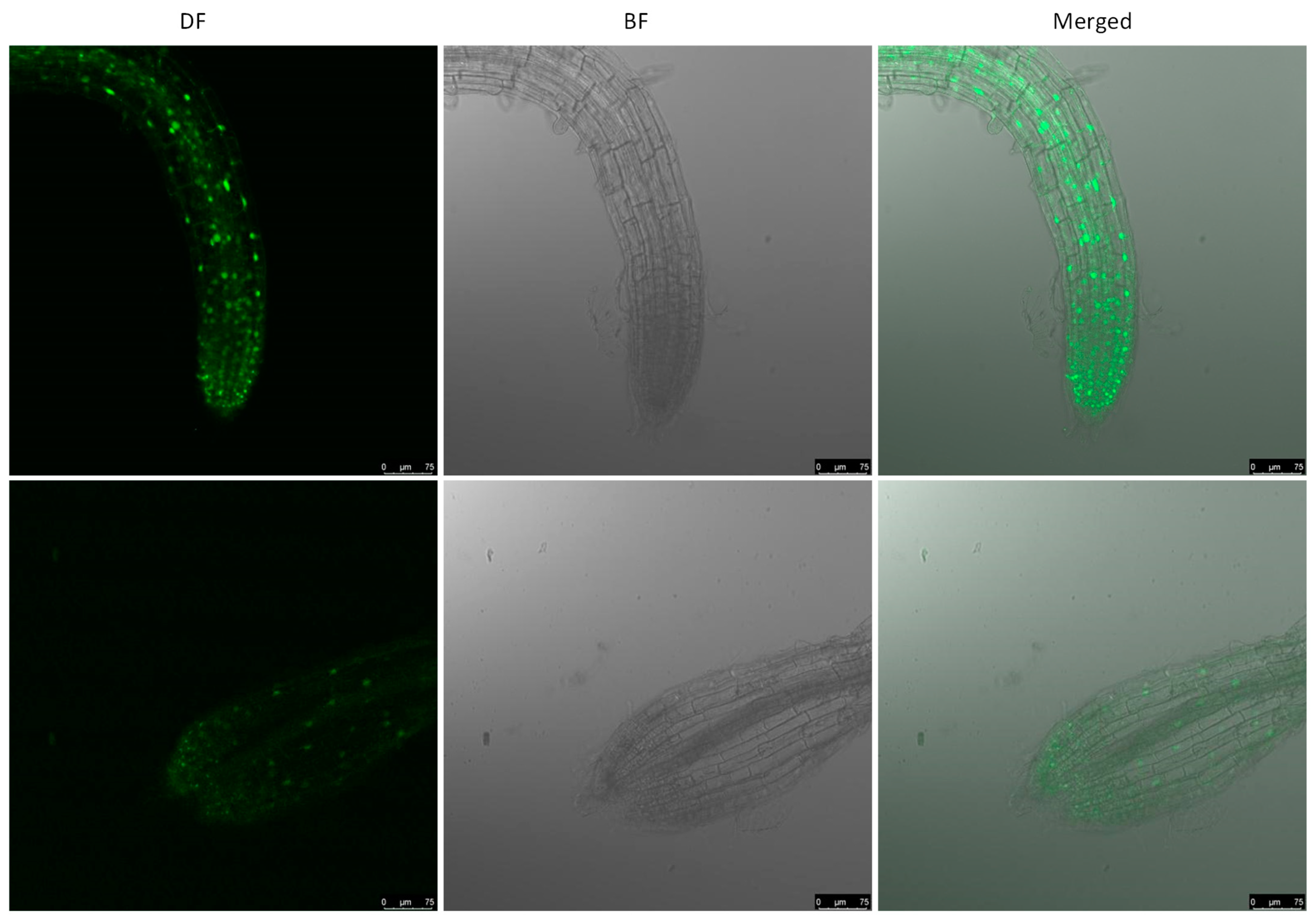 Ijms 26 00613 g004 Ijms 26 00613 g004