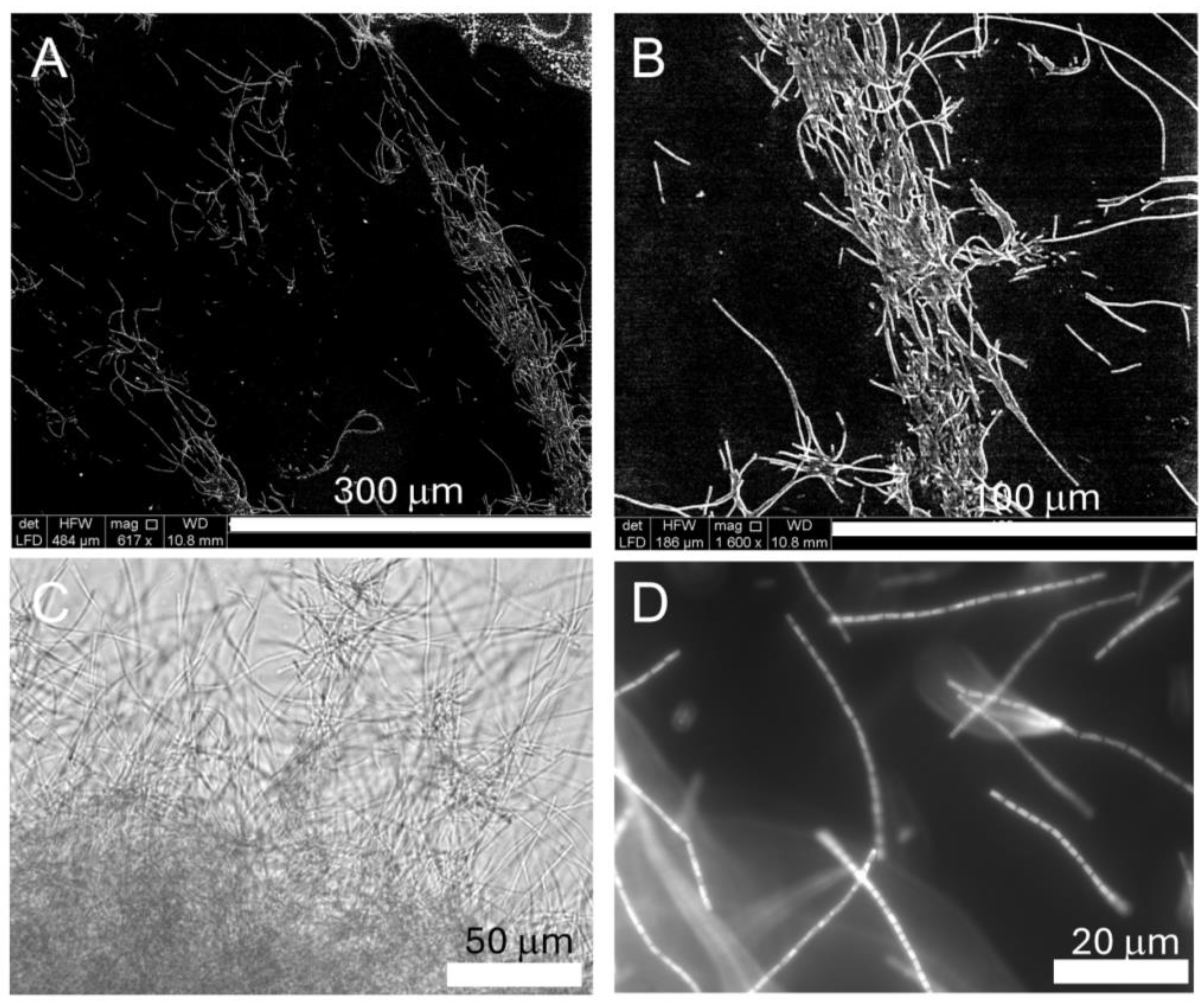 Ijms 26 00673 g001 Ijms 26 00673 g001