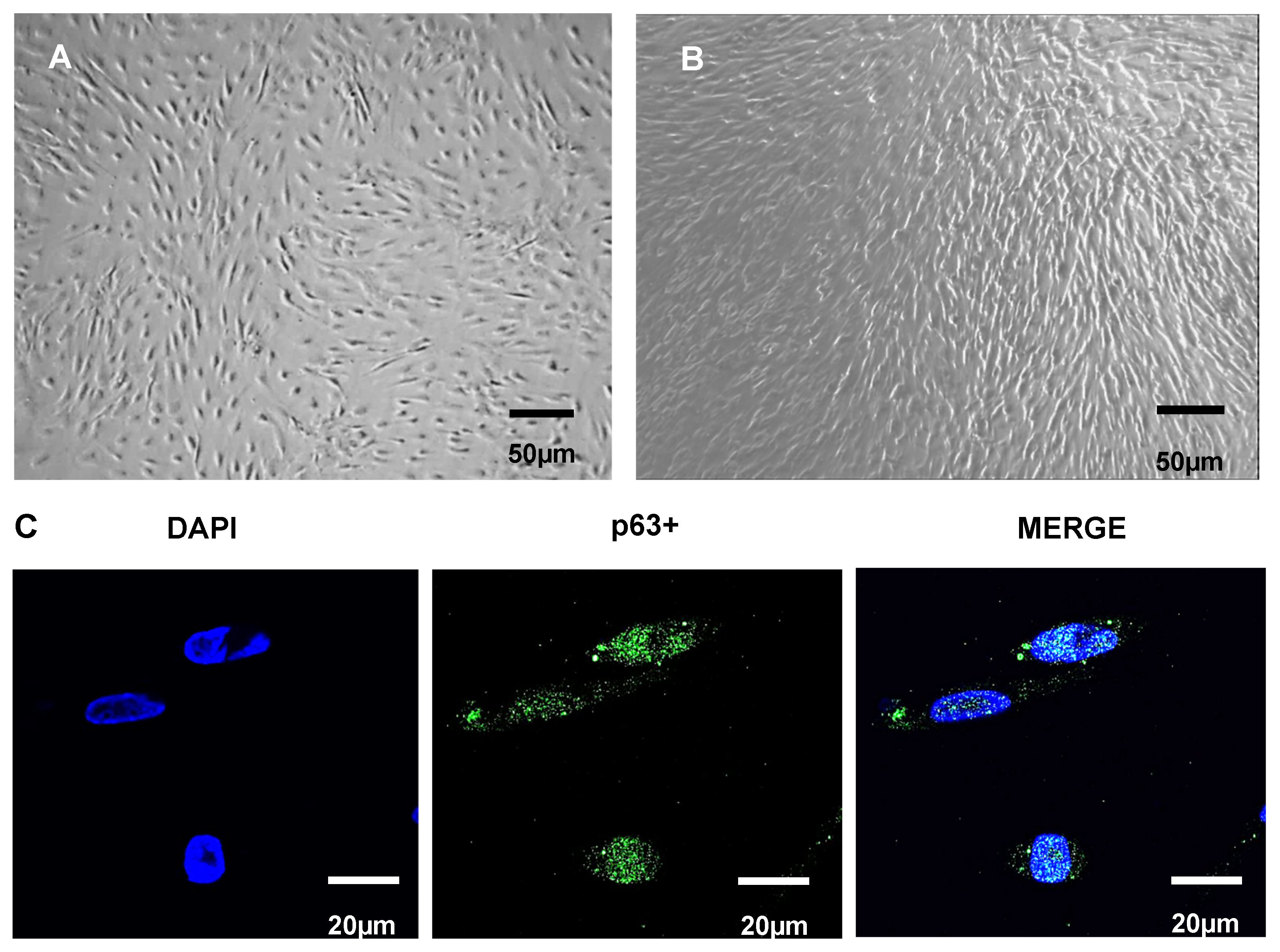 Ijms 26 00695 g002 Ijms 26 00695 g002