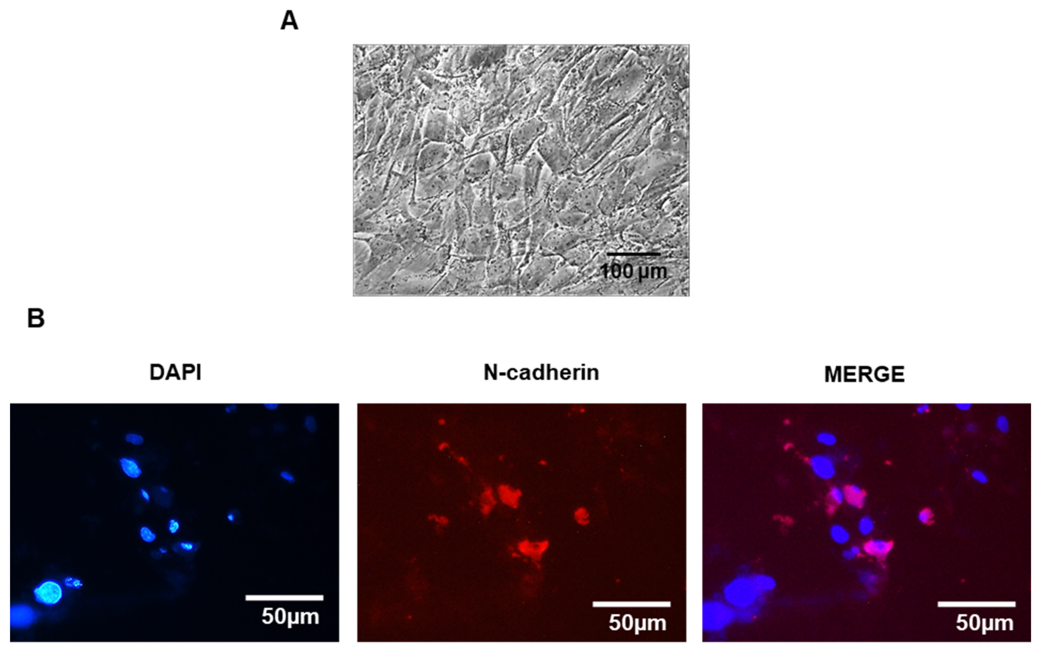 Ijms 26 00695 g005 Ijms 26 00695 g005
