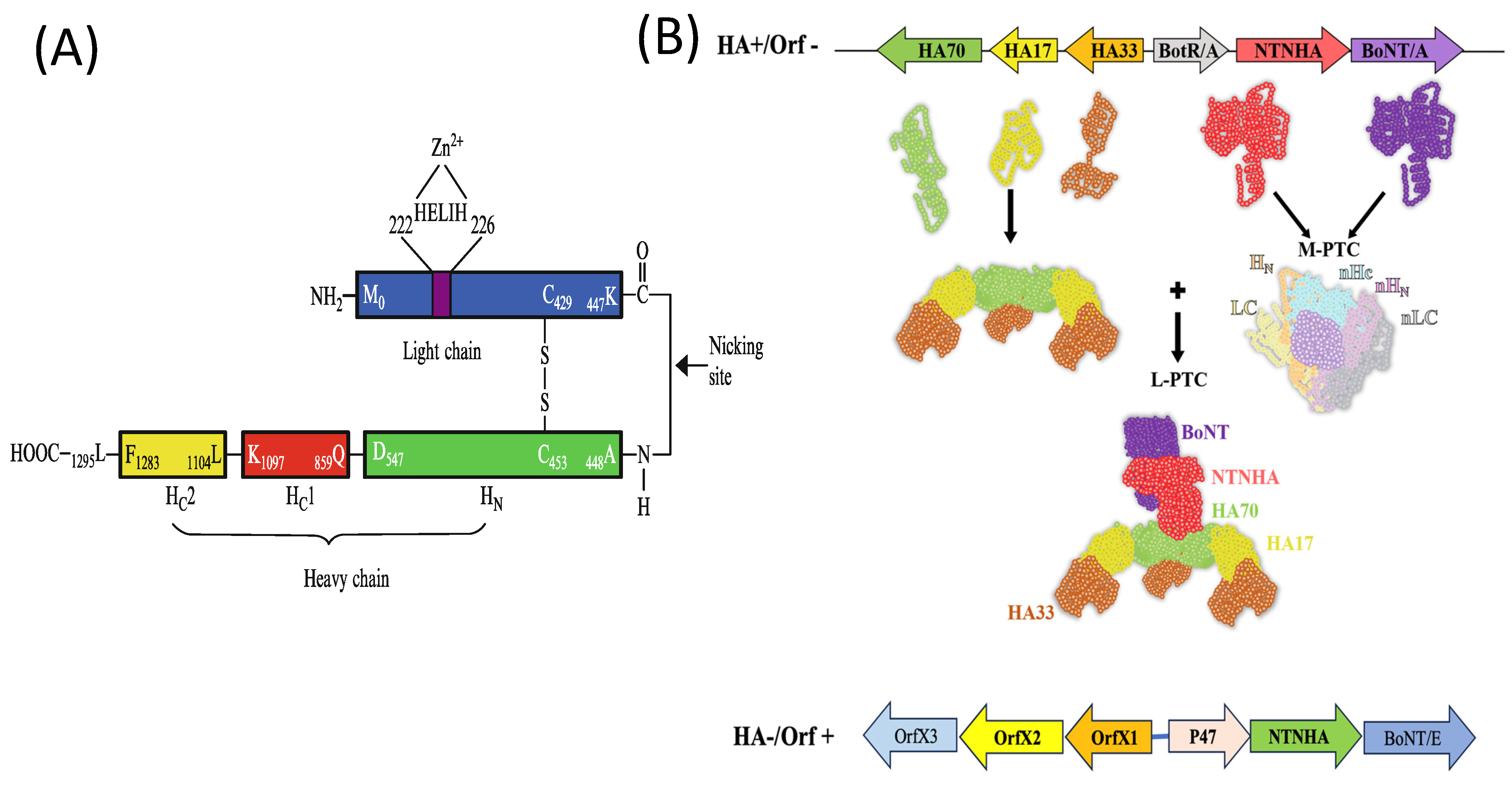 Ijms 26 00777 g002 Ijms 26 00777 g002