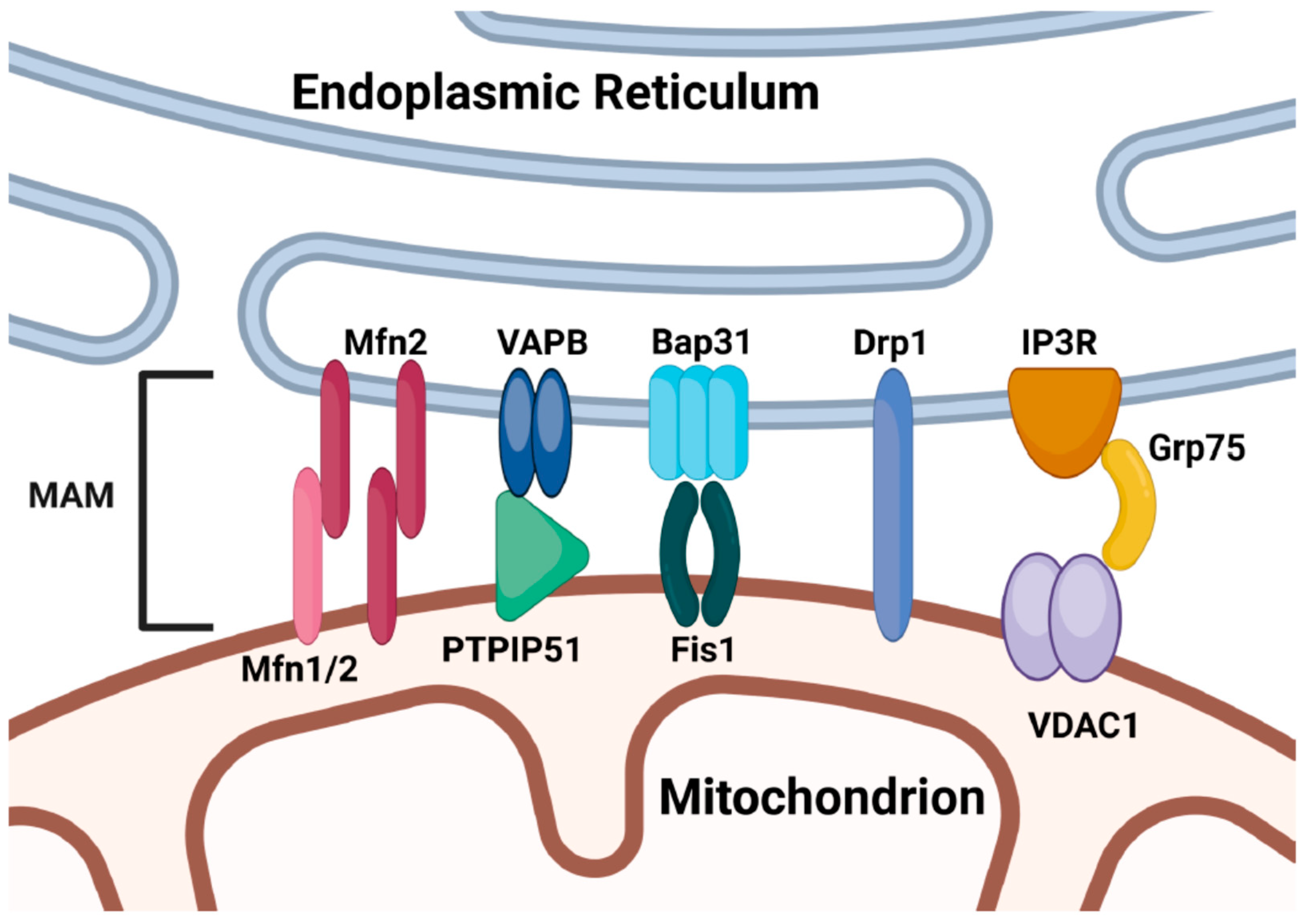 Ijms 26 00894 g001 Ijms 26 00894 g001