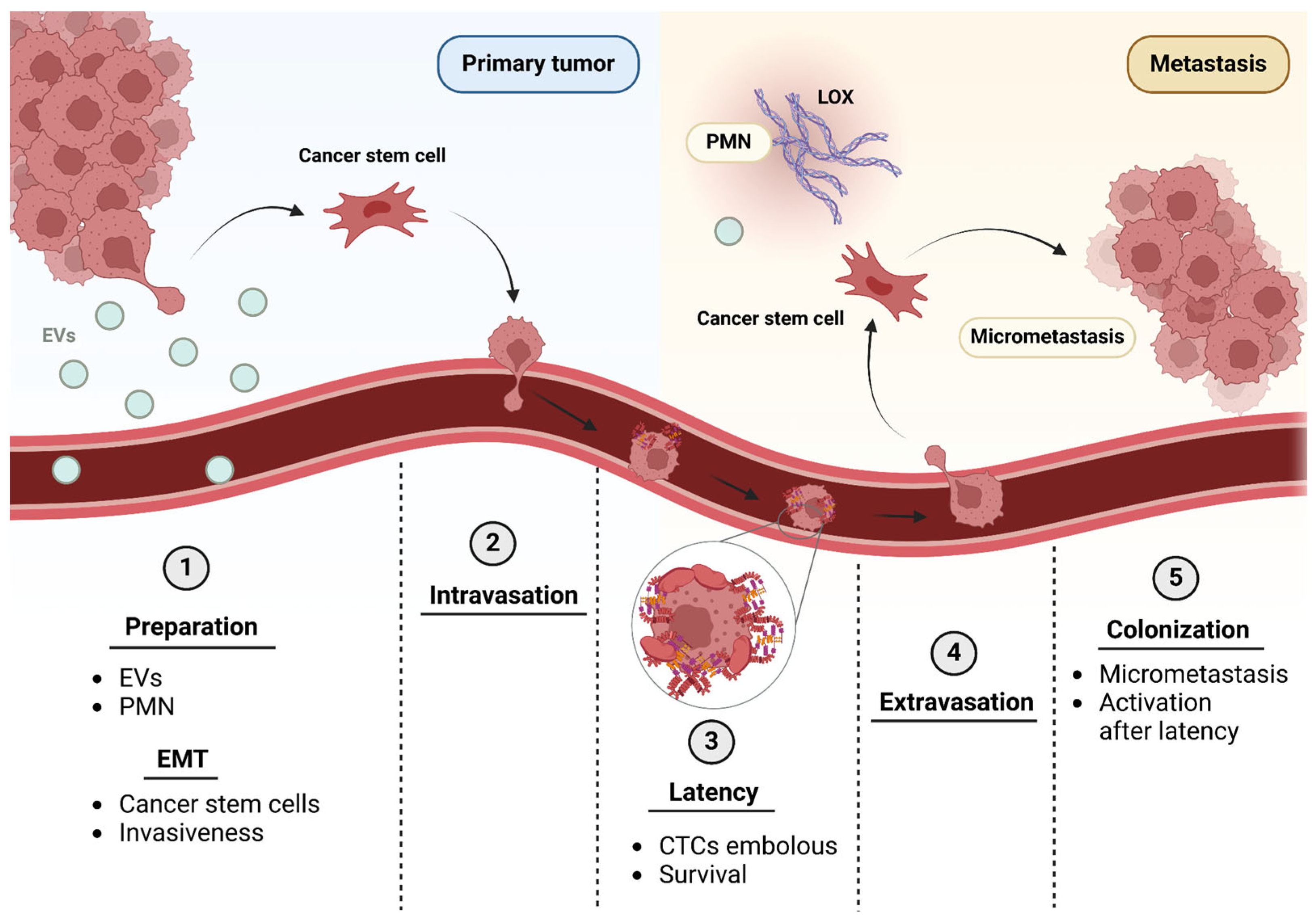 Ijms 26 00904 g001 Ijms 26 00904 g001
