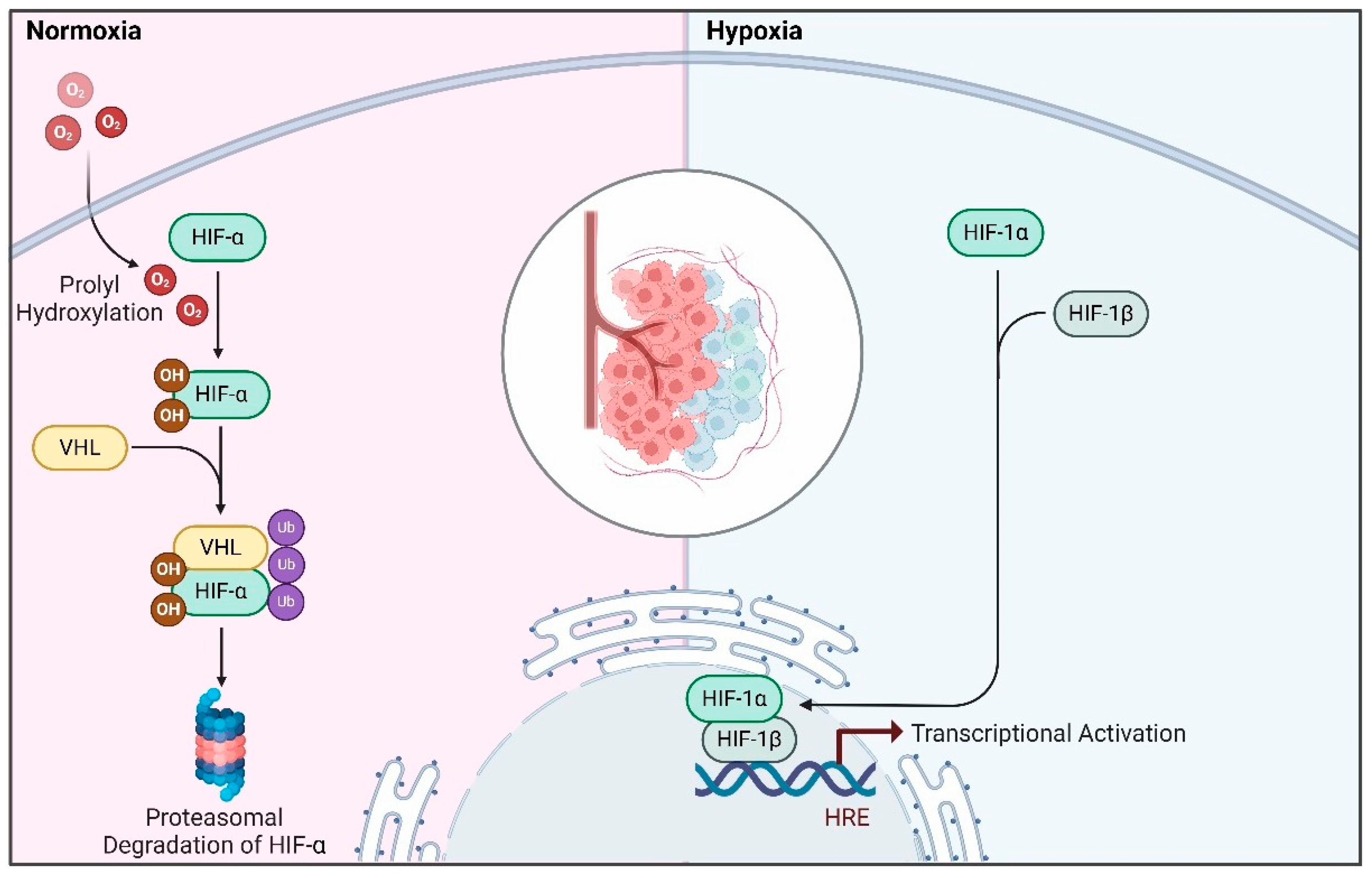 Ijms 26 00936 g002 Ijms 26 00936 g002