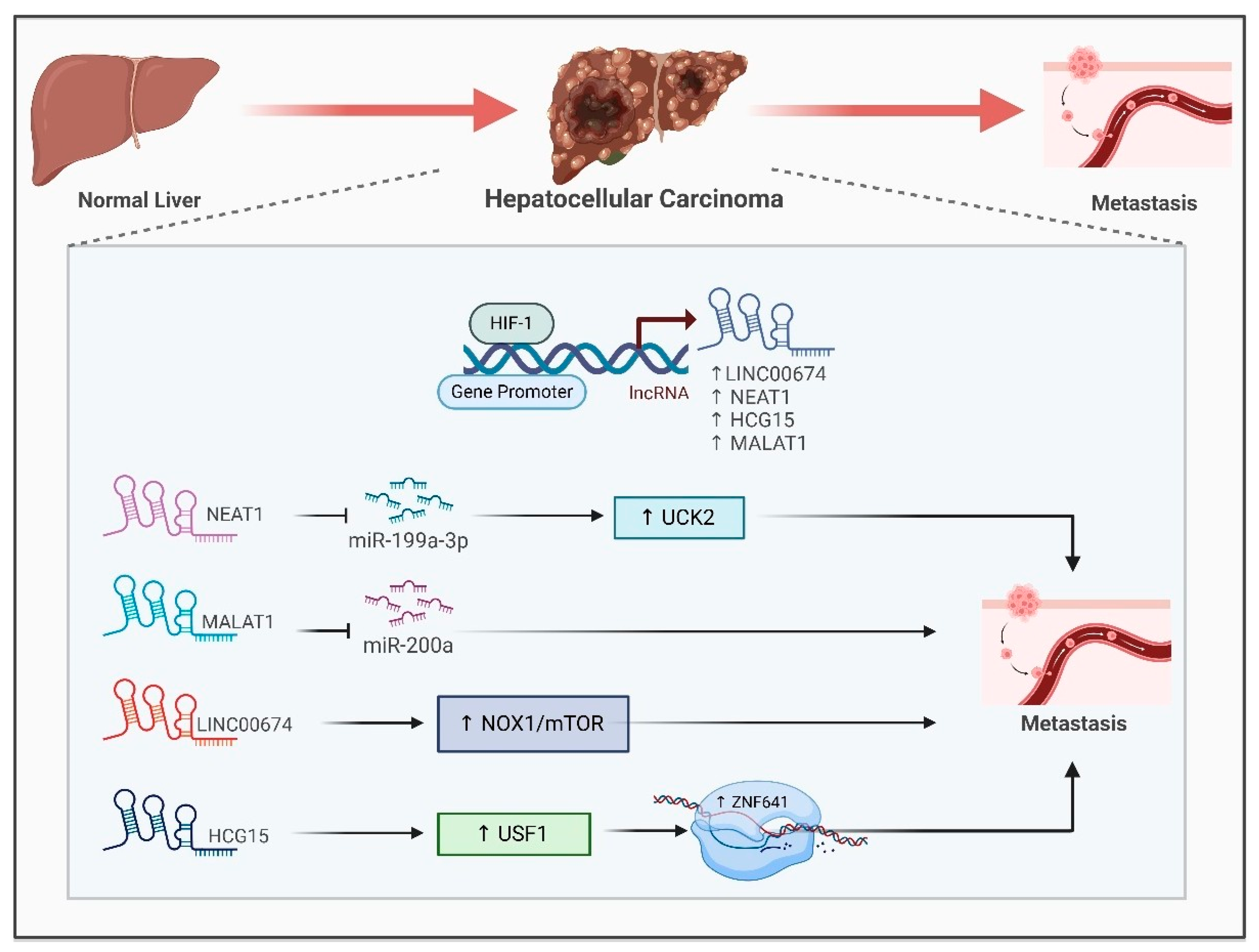 Ijms 26 00936 g004 Ijms 26 00936 g004
