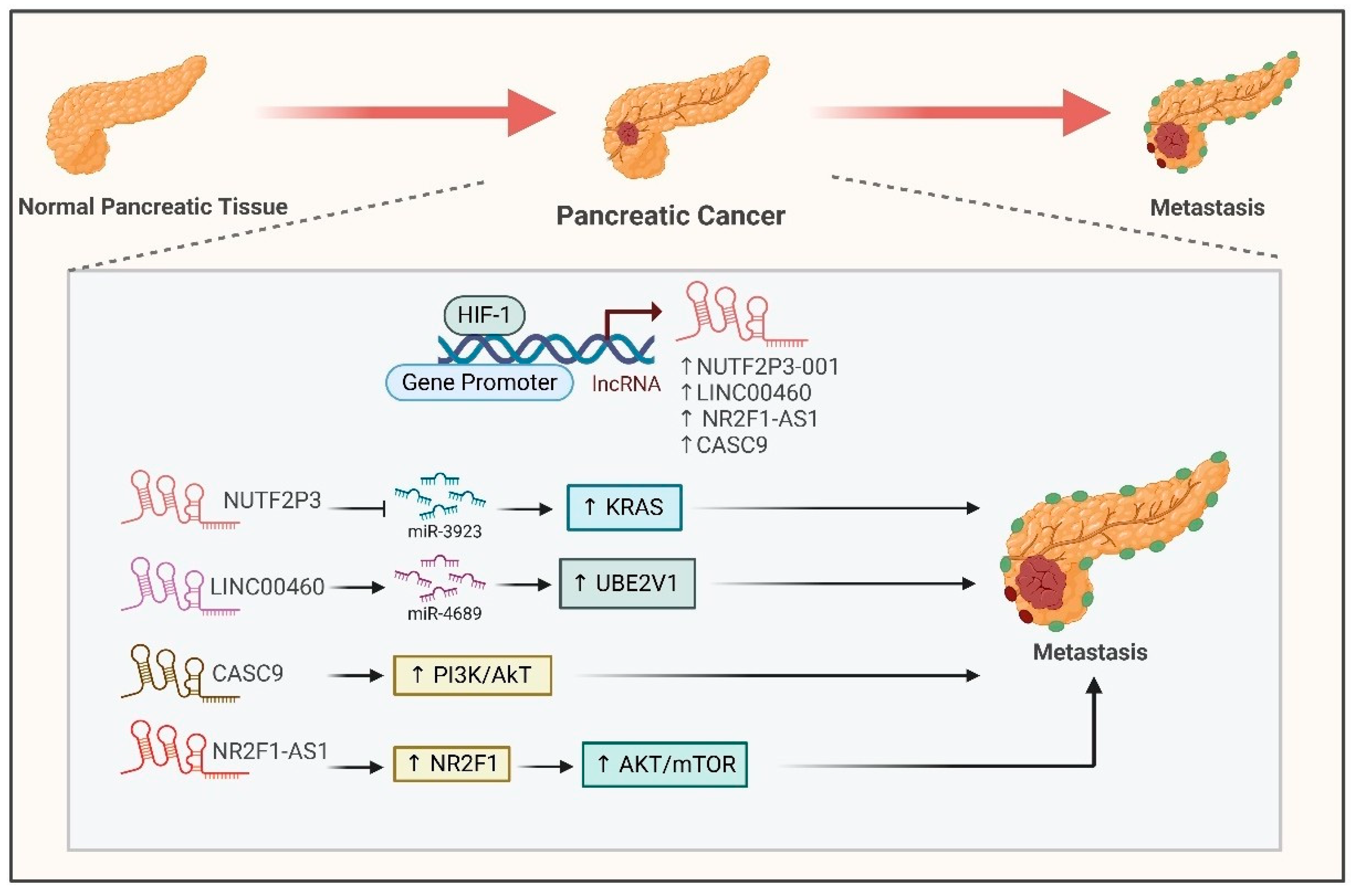 Ijms 26 00936 g006 Ijms 26 00936 g006