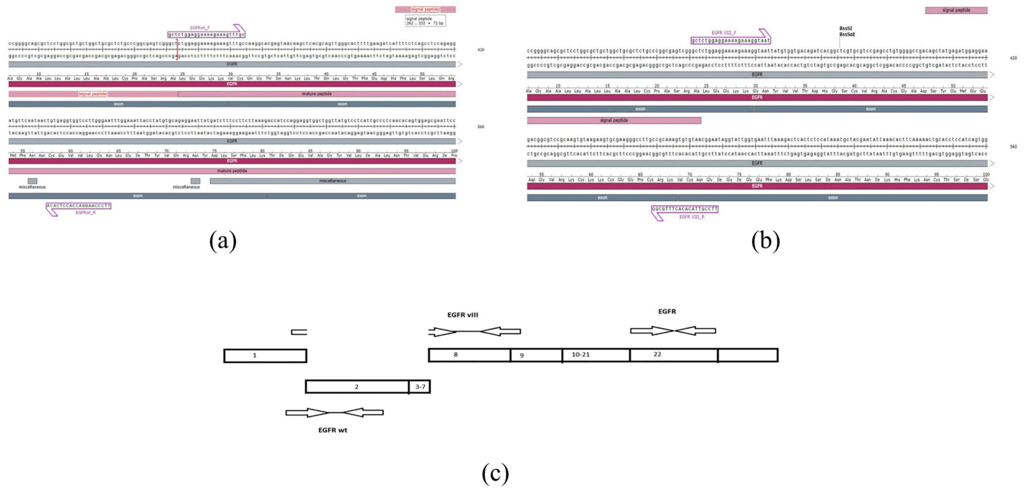 Ijms 26 01072 g013 Ijms 26 01072 g013
