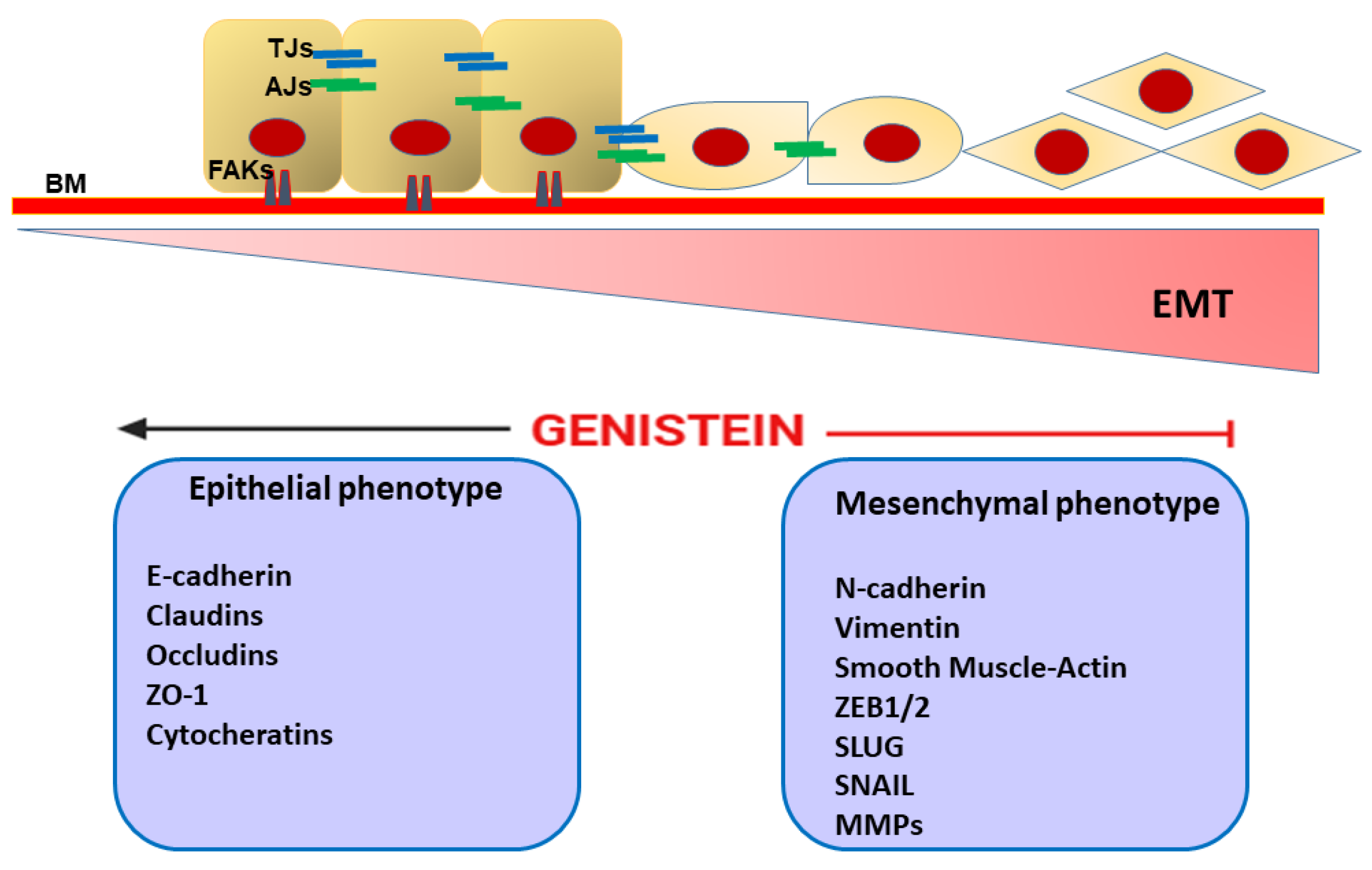 Ijms 26 01114 g004 Ijms 26 01114 g004