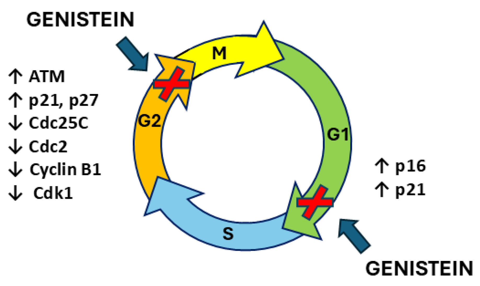 Ijms 26 01114 g006 Ijms 26 01114 g006