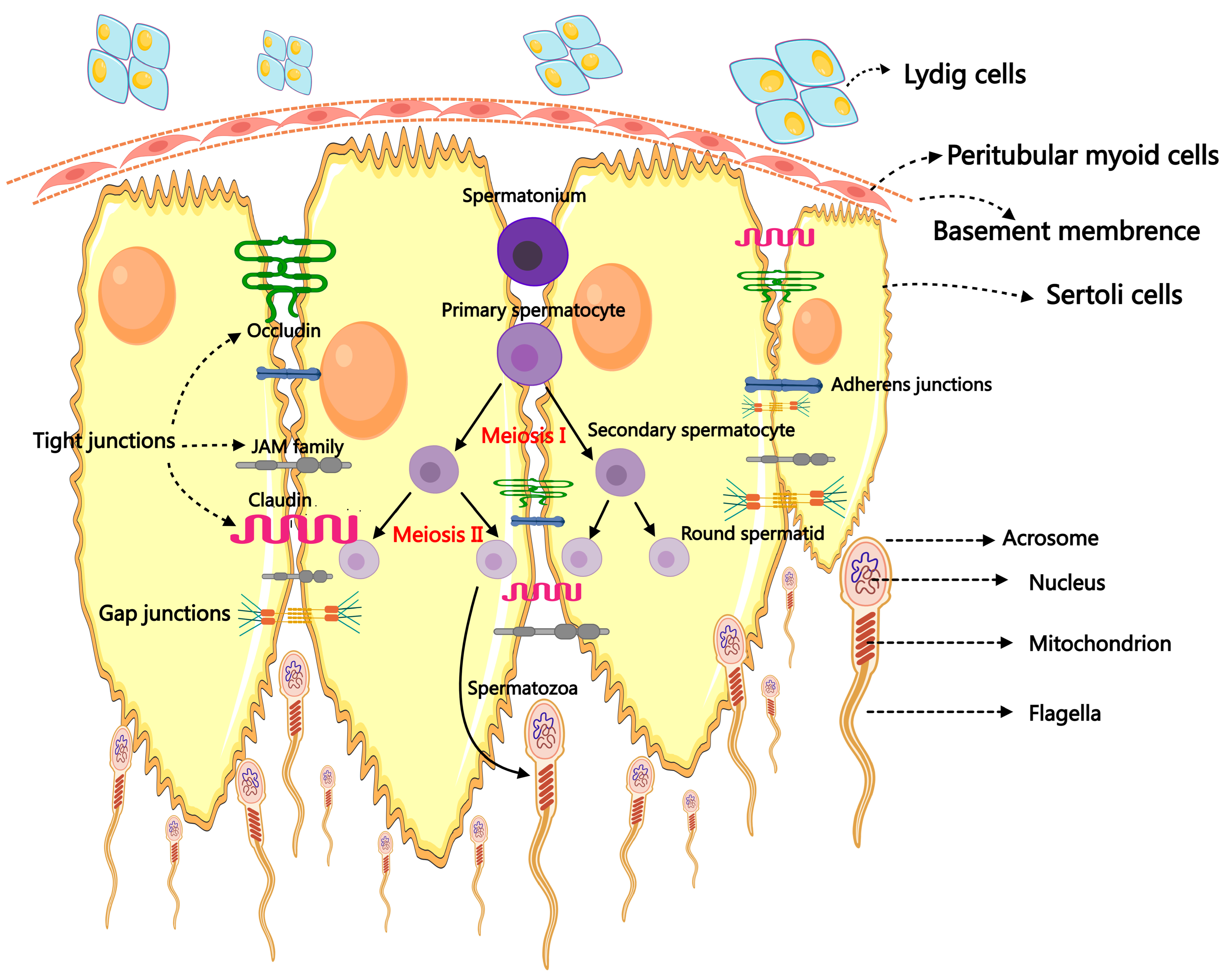 Ijms 26 01128 g001 Ijms 26 01128 g001