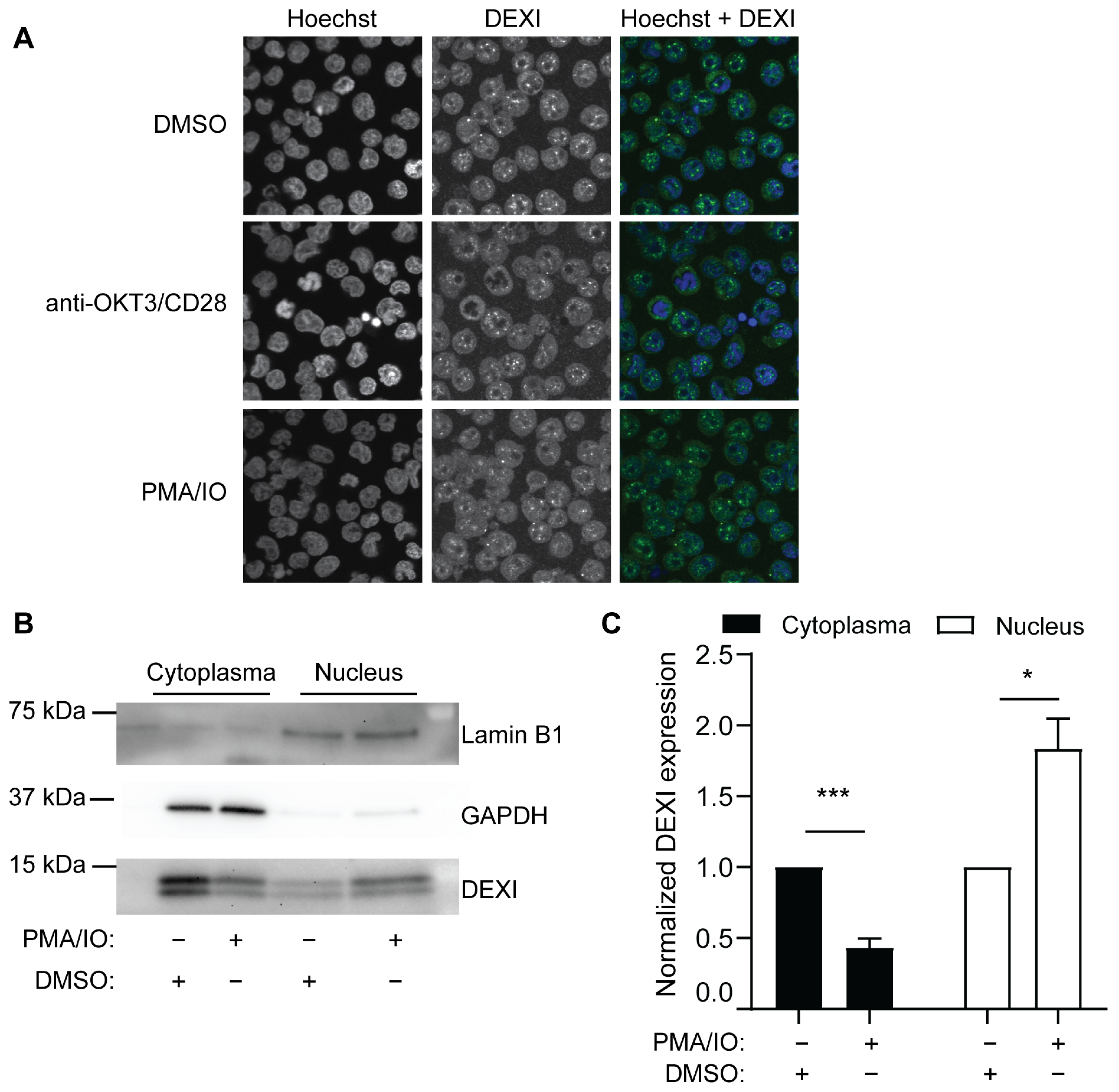 Ijms 26 01175 g004 Ijms 26 01175 g004