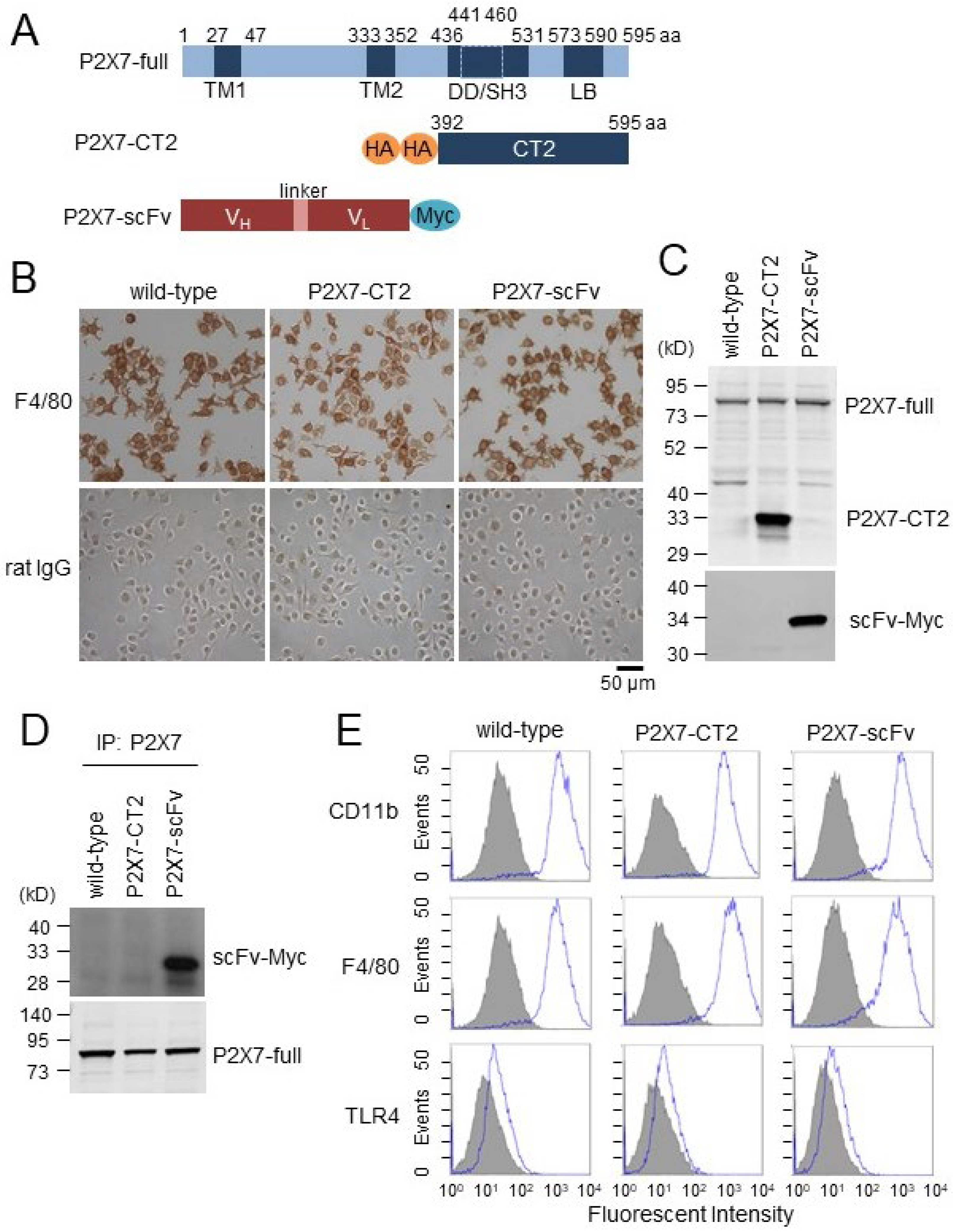 Ijms 26 01178 g001 Ijms 26 01178 g001