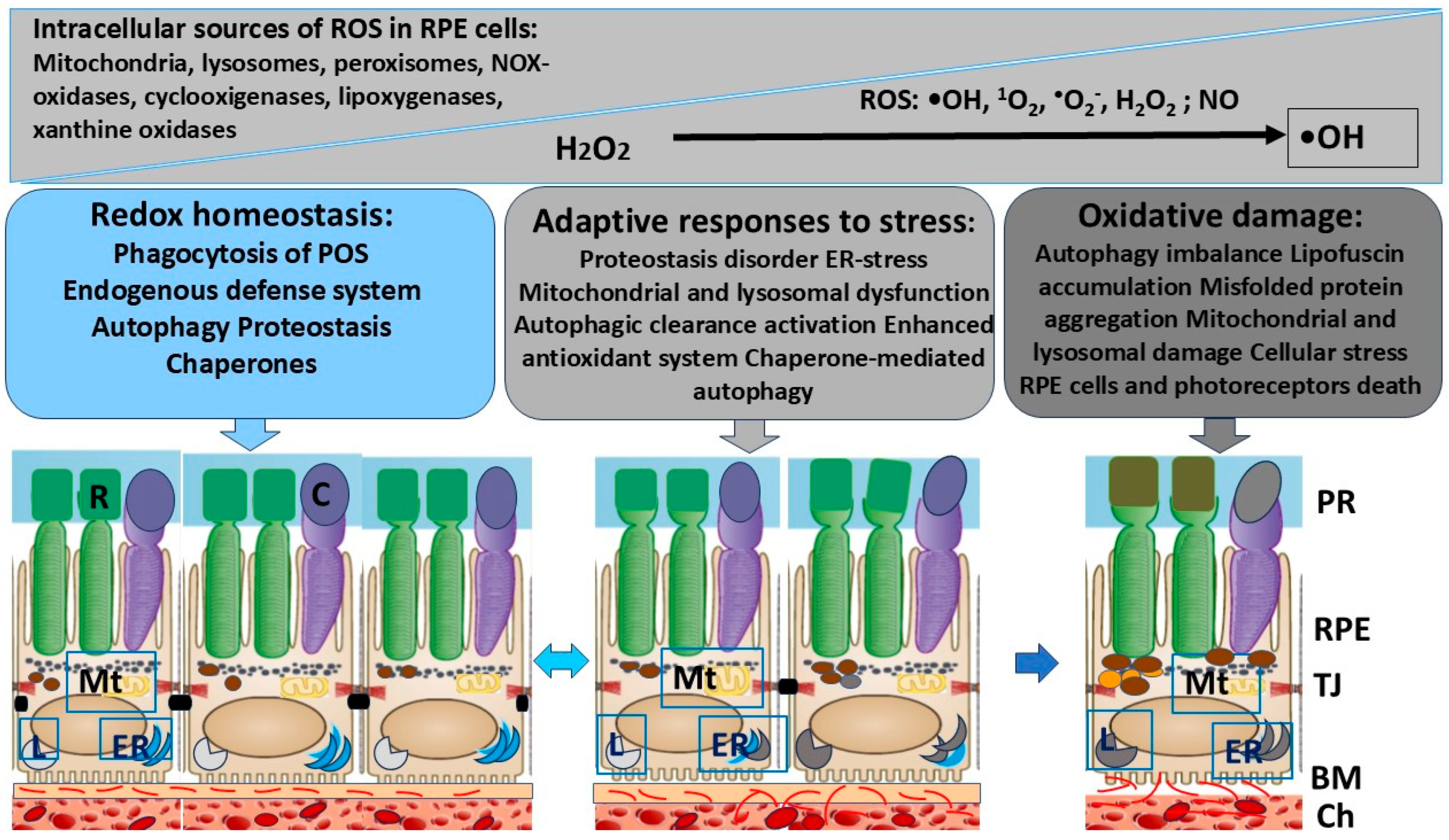 Ijms 26 01193 g001 Ijms 26 01193 g001
