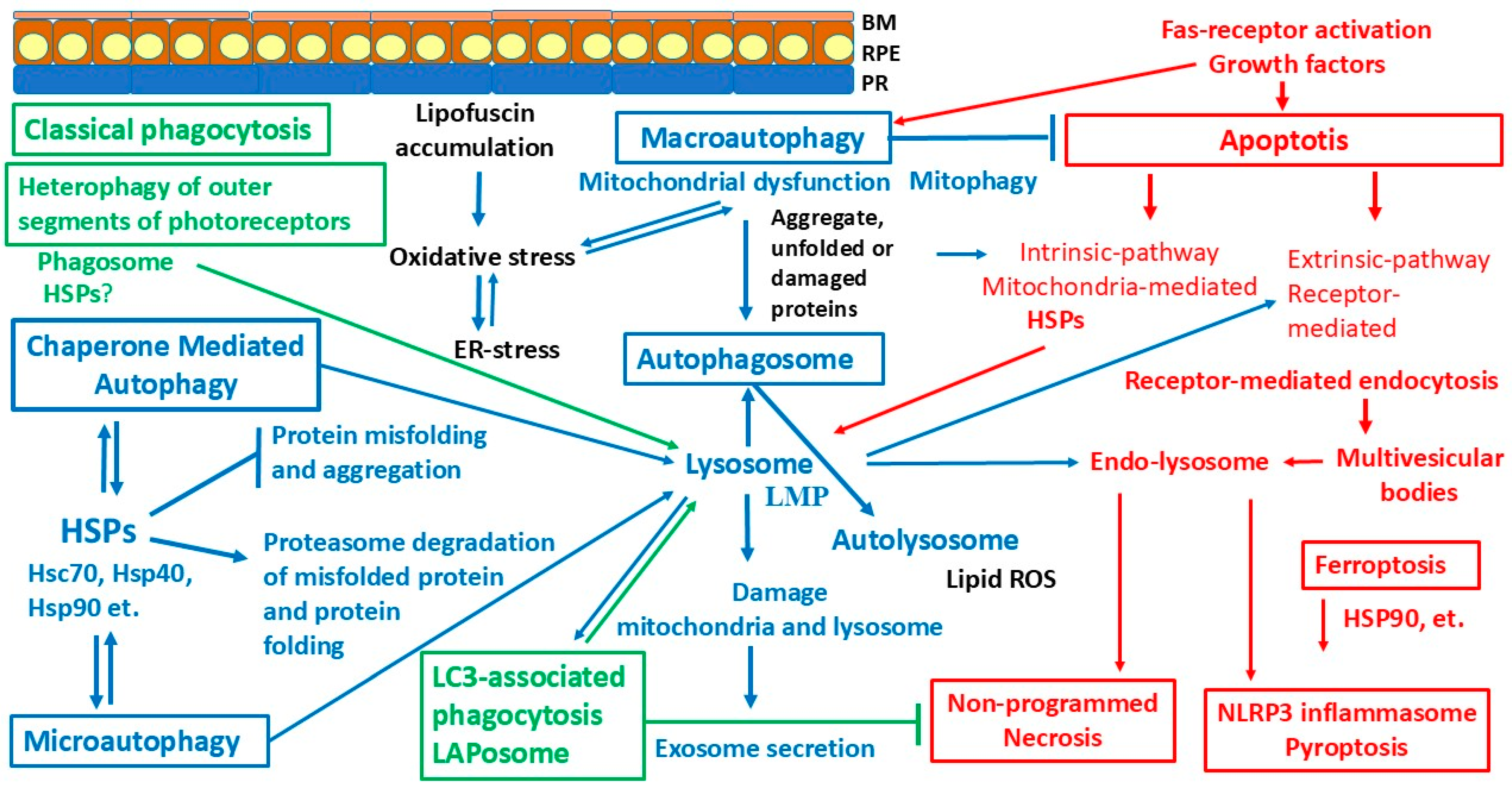 Ijms 26 01193 g002 Ijms 26 01193 g002