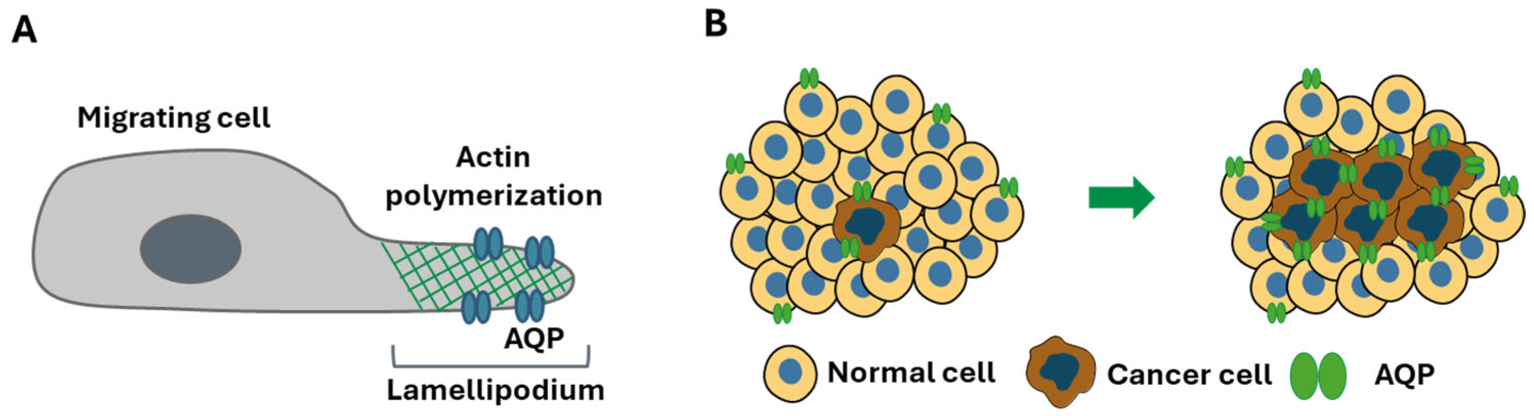 Ijms 26 01330 g002 Ijms 26 01330 g002