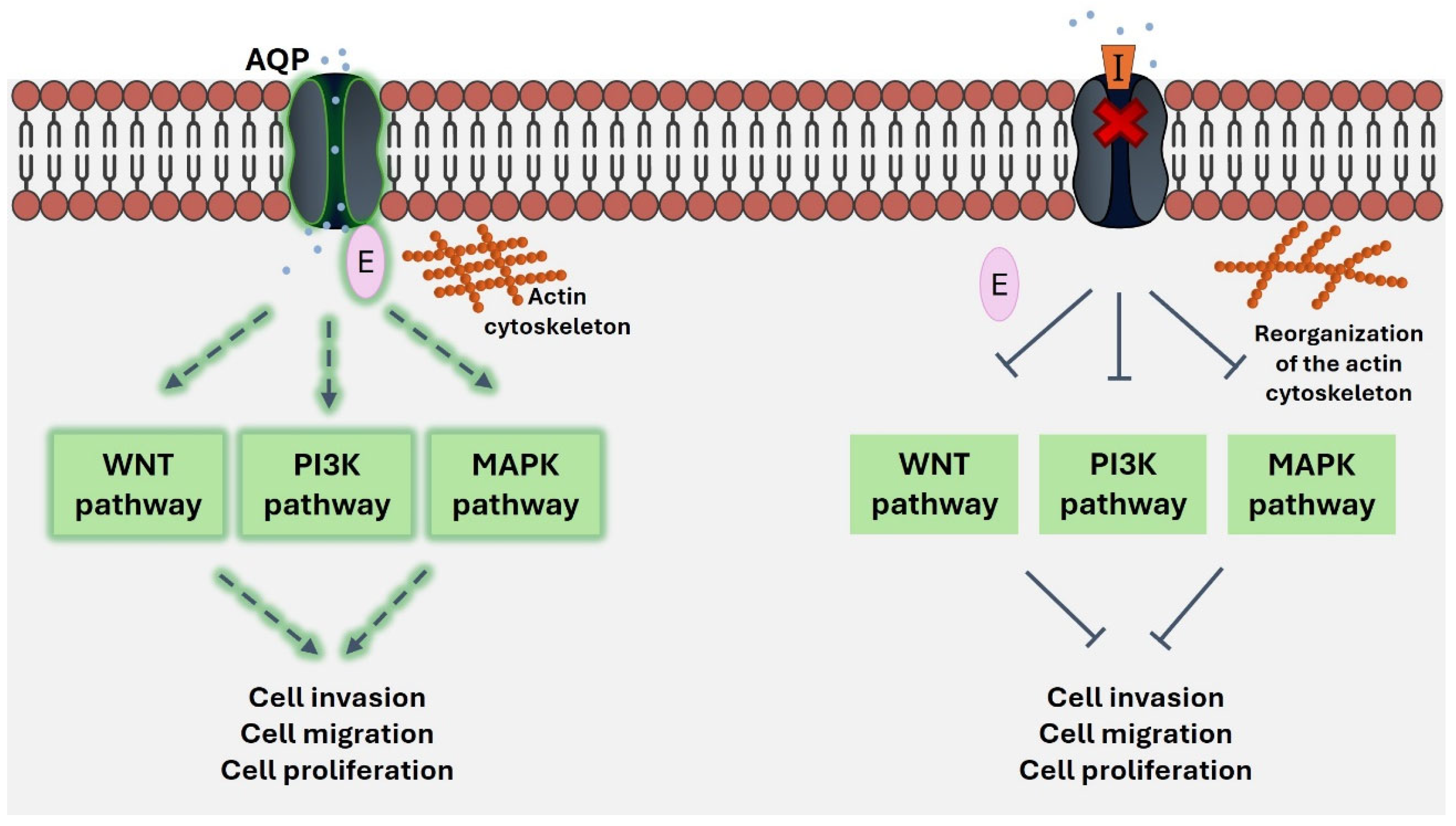 Ijms 26 01330 g003 Ijms 26 01330 g003