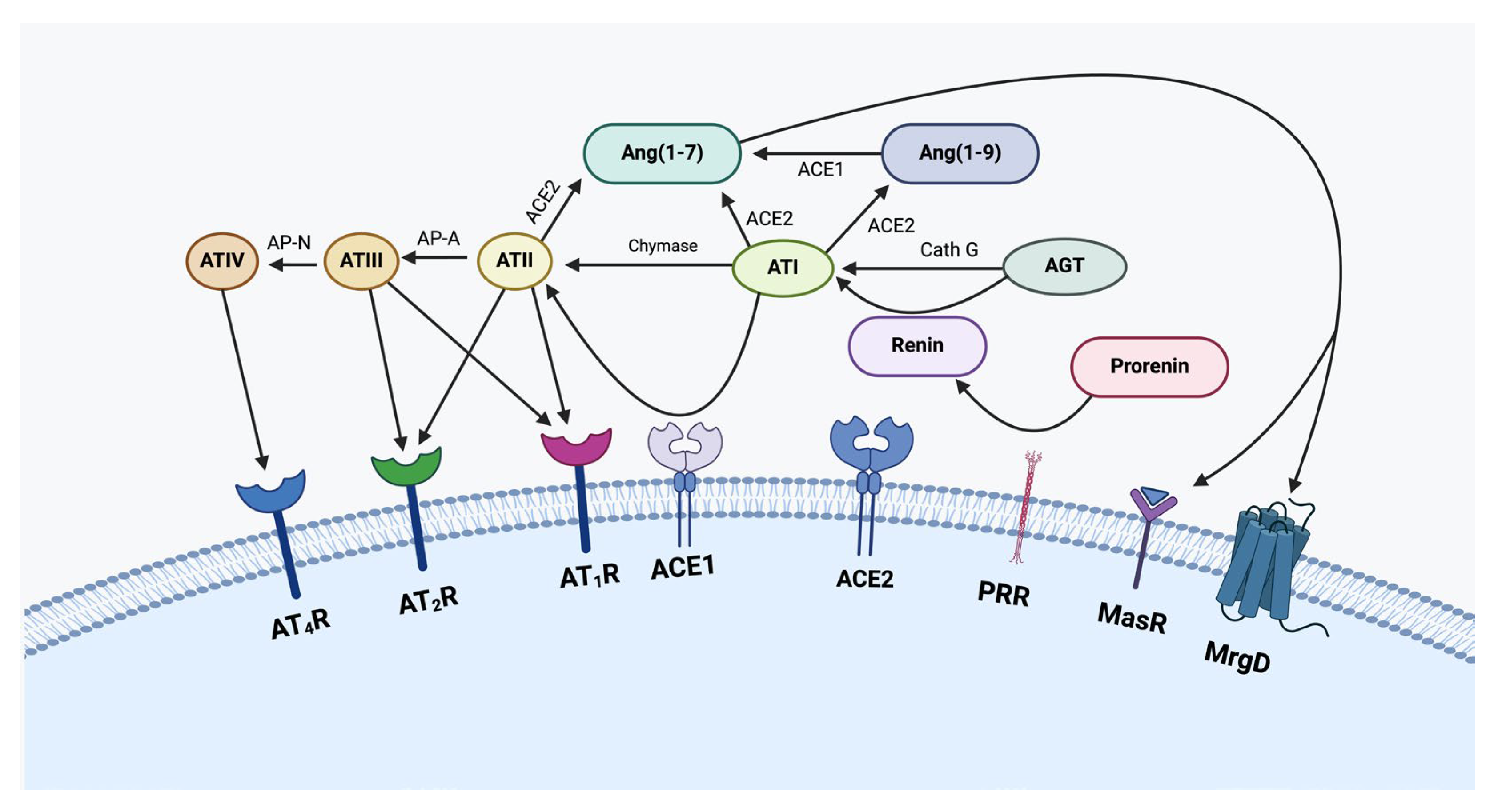 Ijms 26 01389 g002 Ijms 26 01389 g002