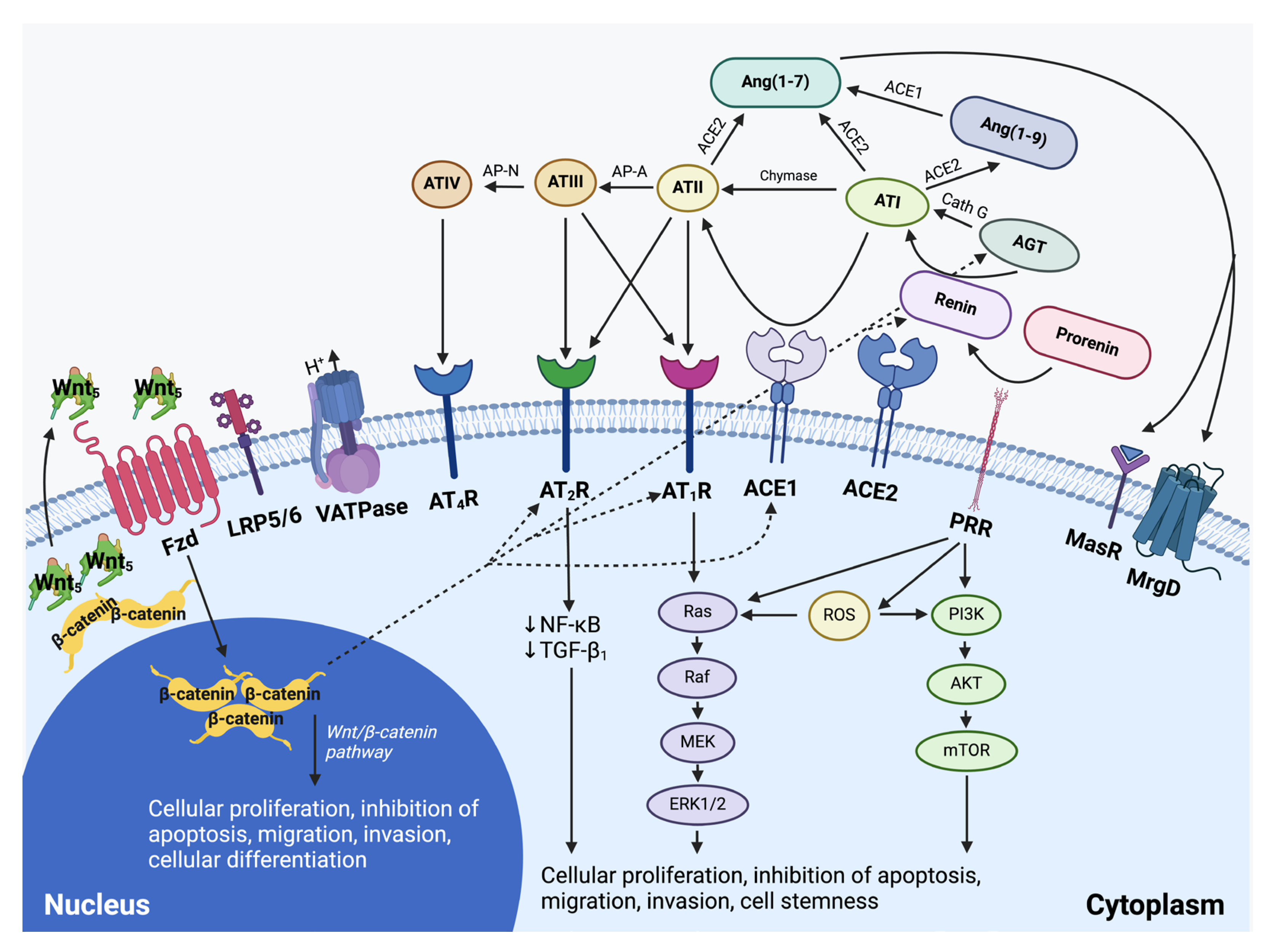 Ijms 26 01389 g004 Ijms 26 01389 g004