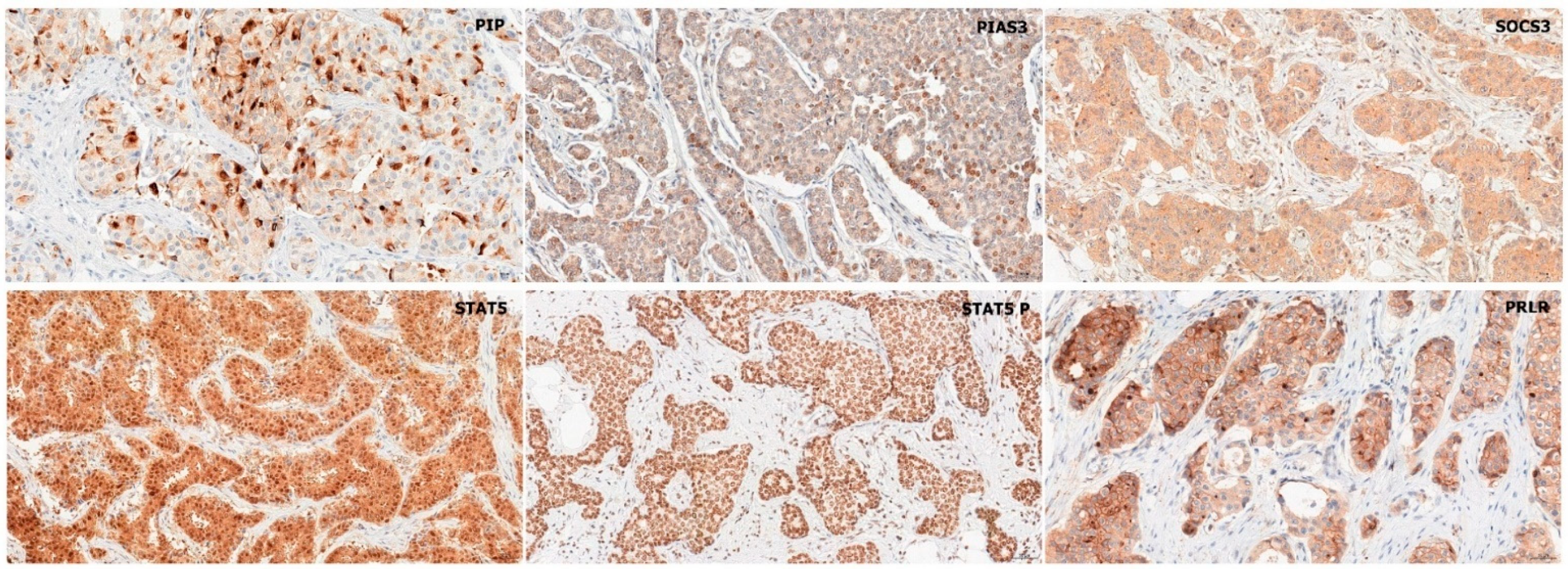 Ijms 26 01416 g001 Ijms 26 01416 g001