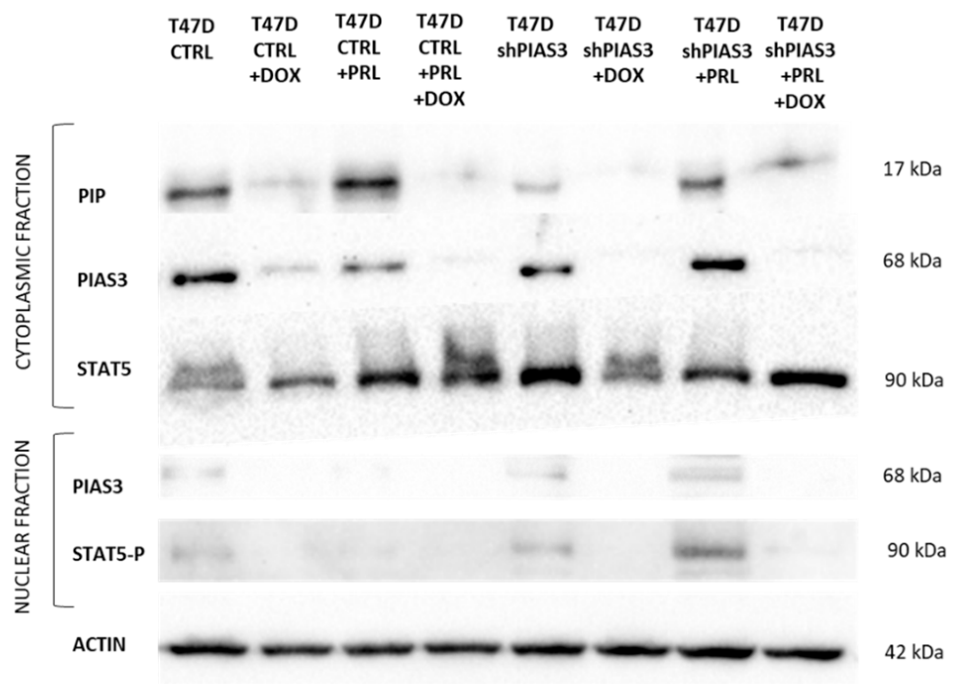 Ijms 26 01416 g016 Ijms 26 01416 g016