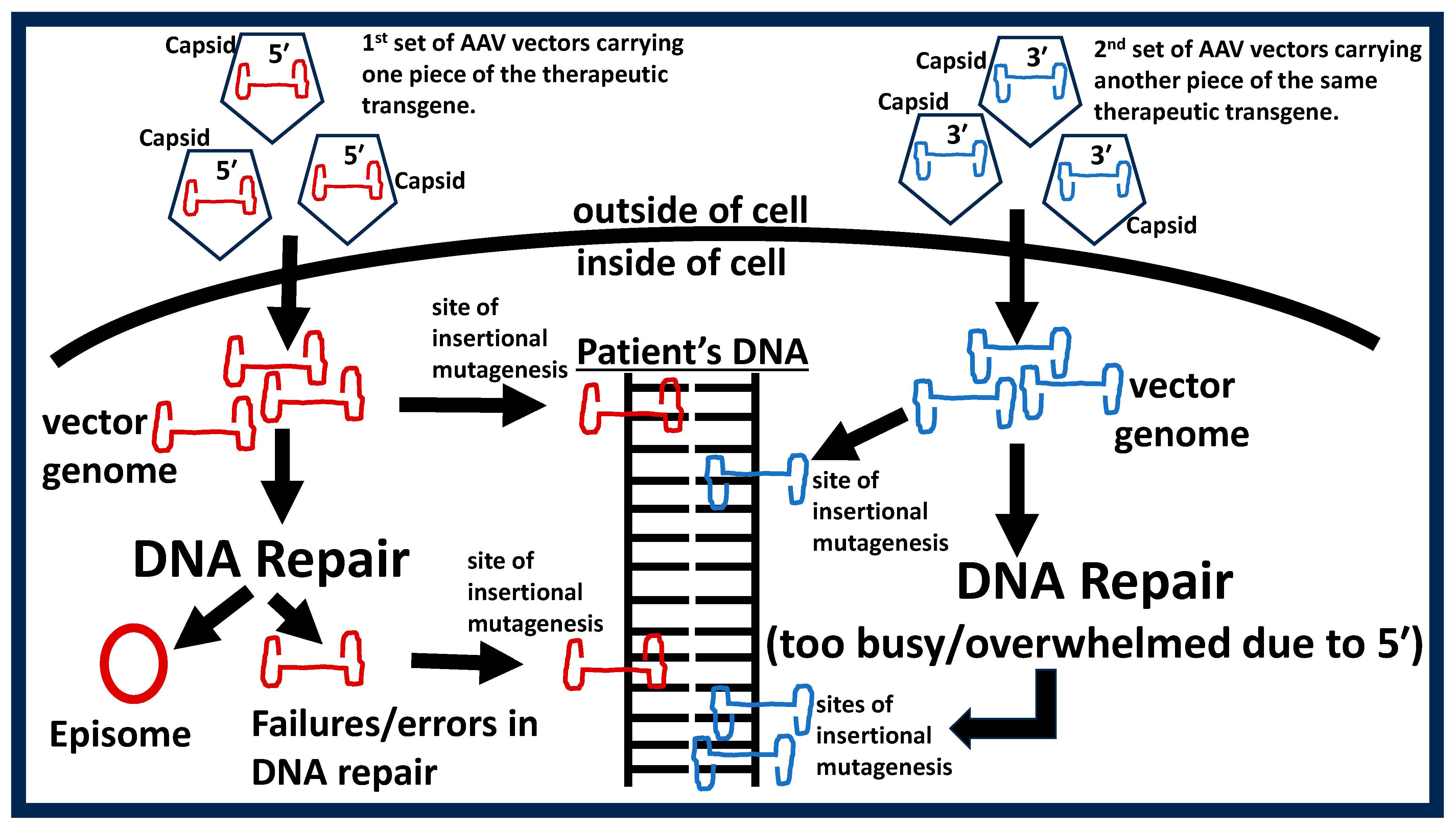 Ijms 26 01469 g003 Ijms 26 01469 g003