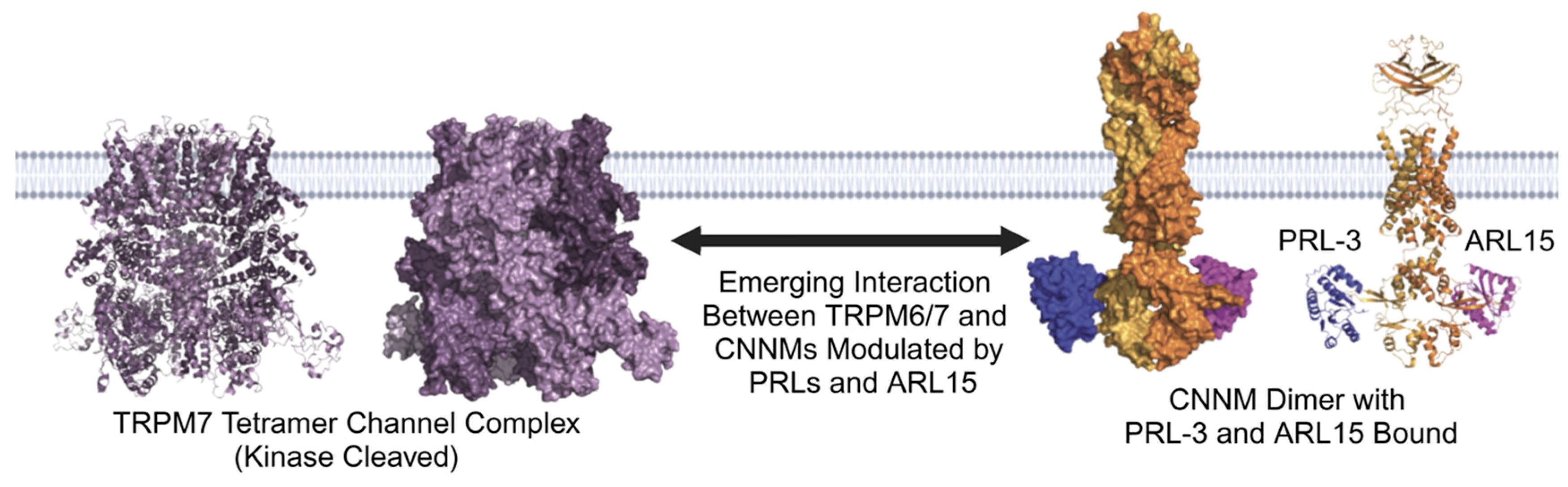 Ijms 26 01528 g001 Ijms 26 01528 g001
