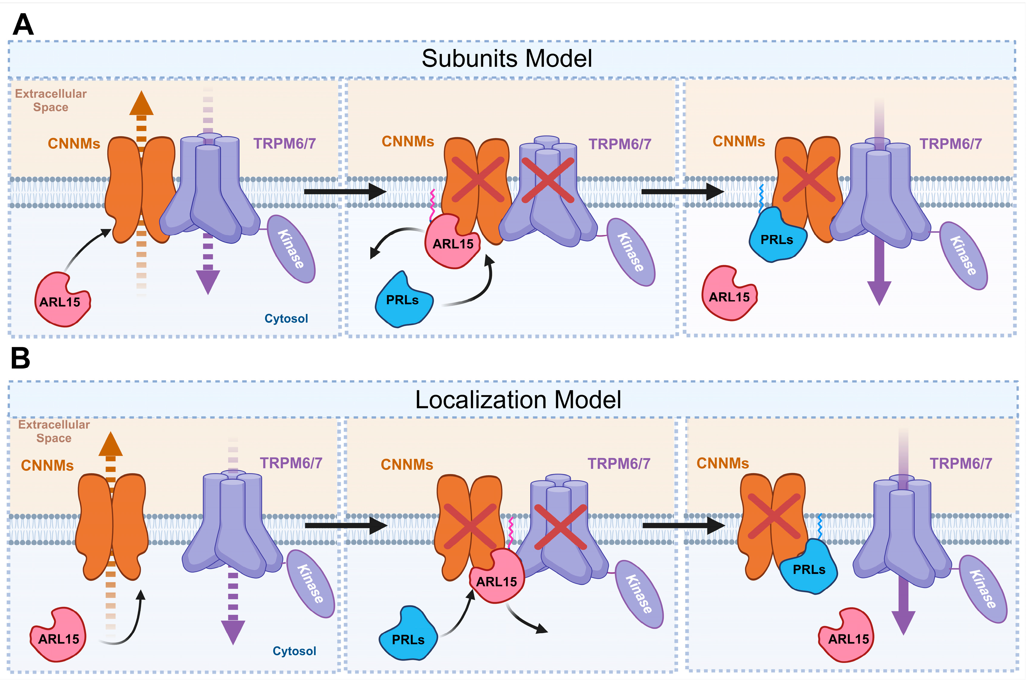 Ijms 26 01528 g004 Ijms 26 01528 g004