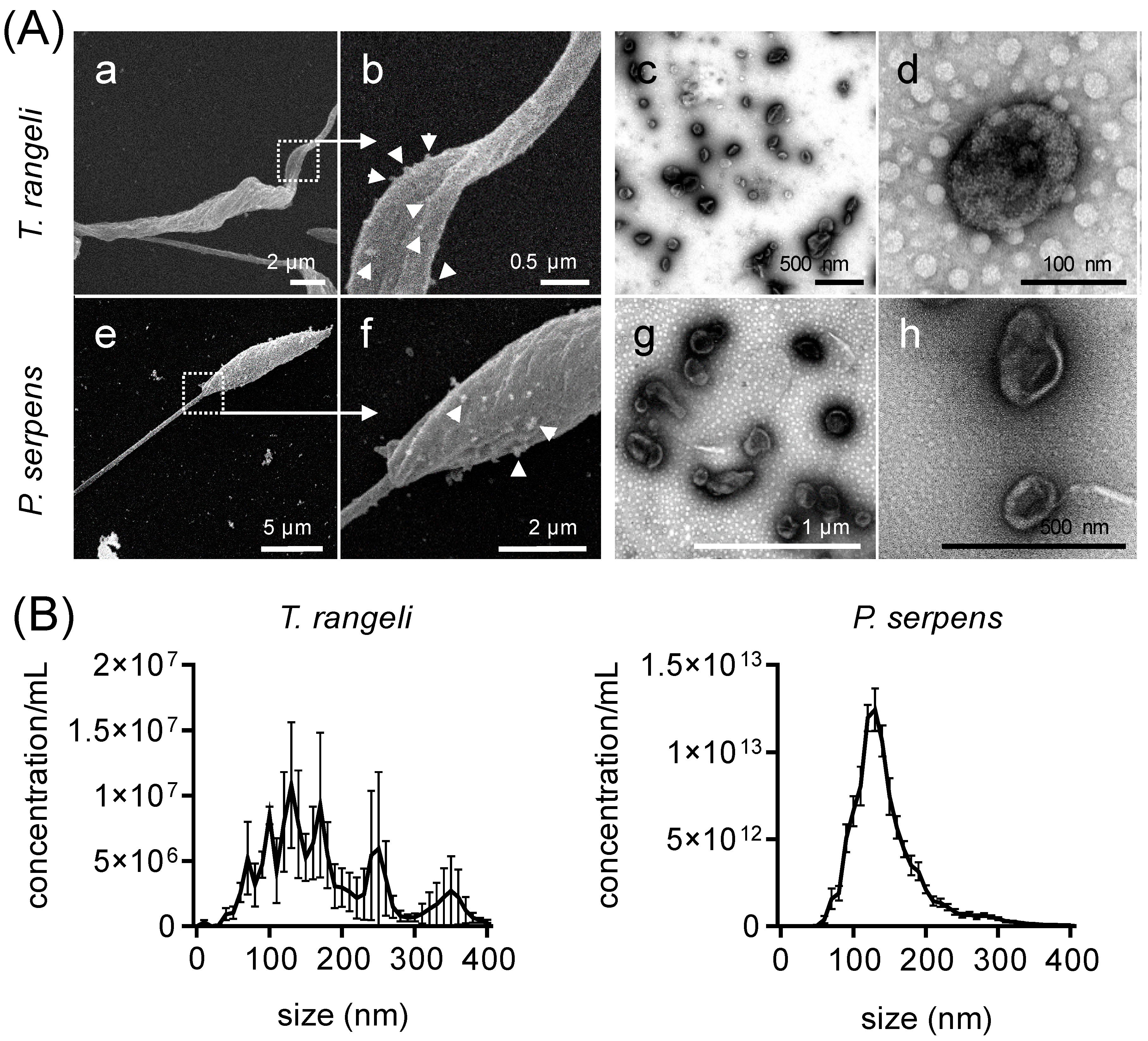 Ijms 26 01544 g001 Ijms 26 01544 g001