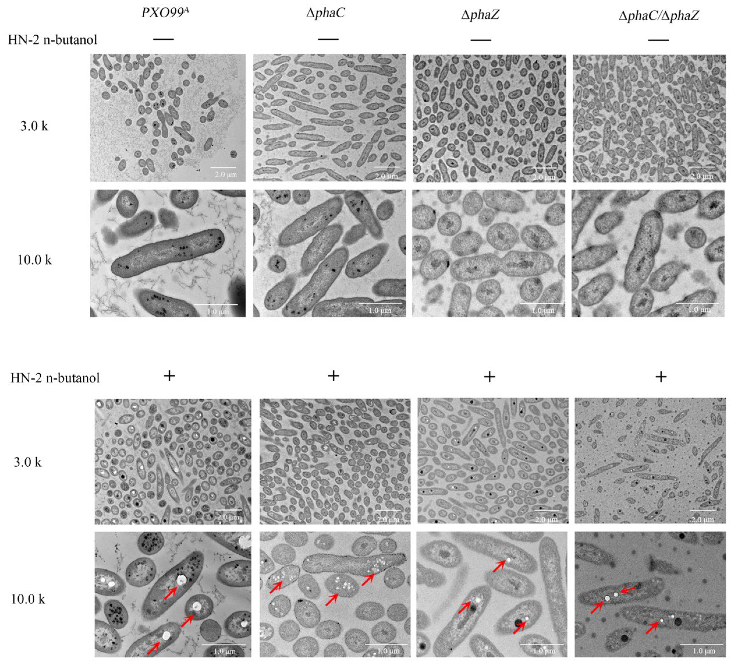 Ijms 26 01601 g004