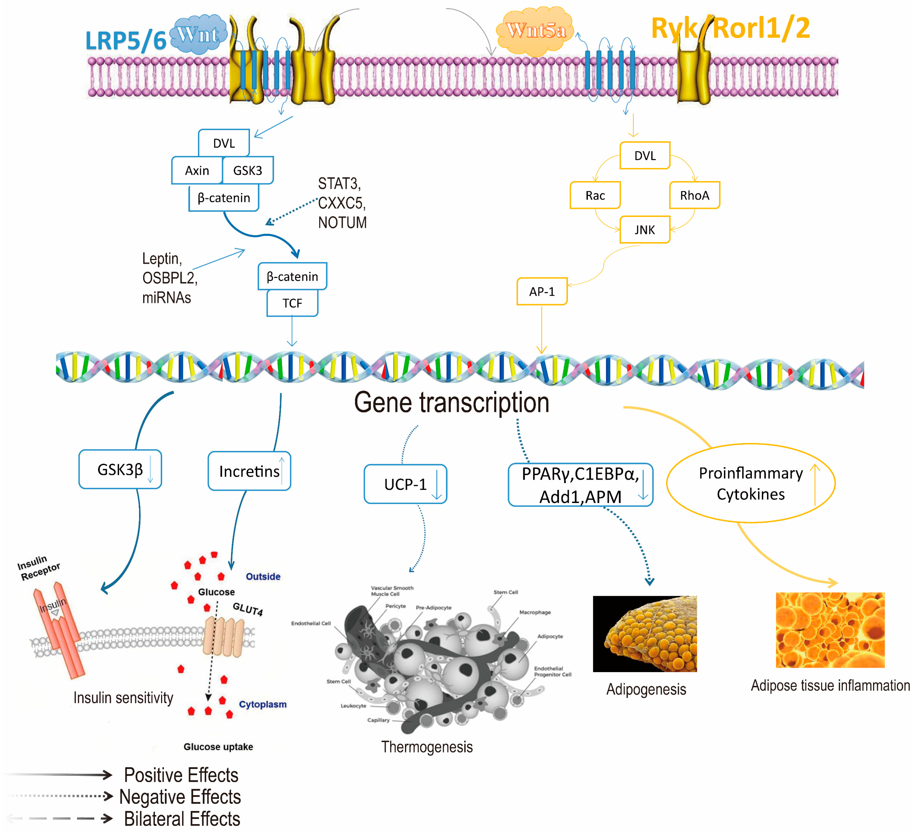 Ijms 26 01651 g003 Ijms 26 01651 g003
