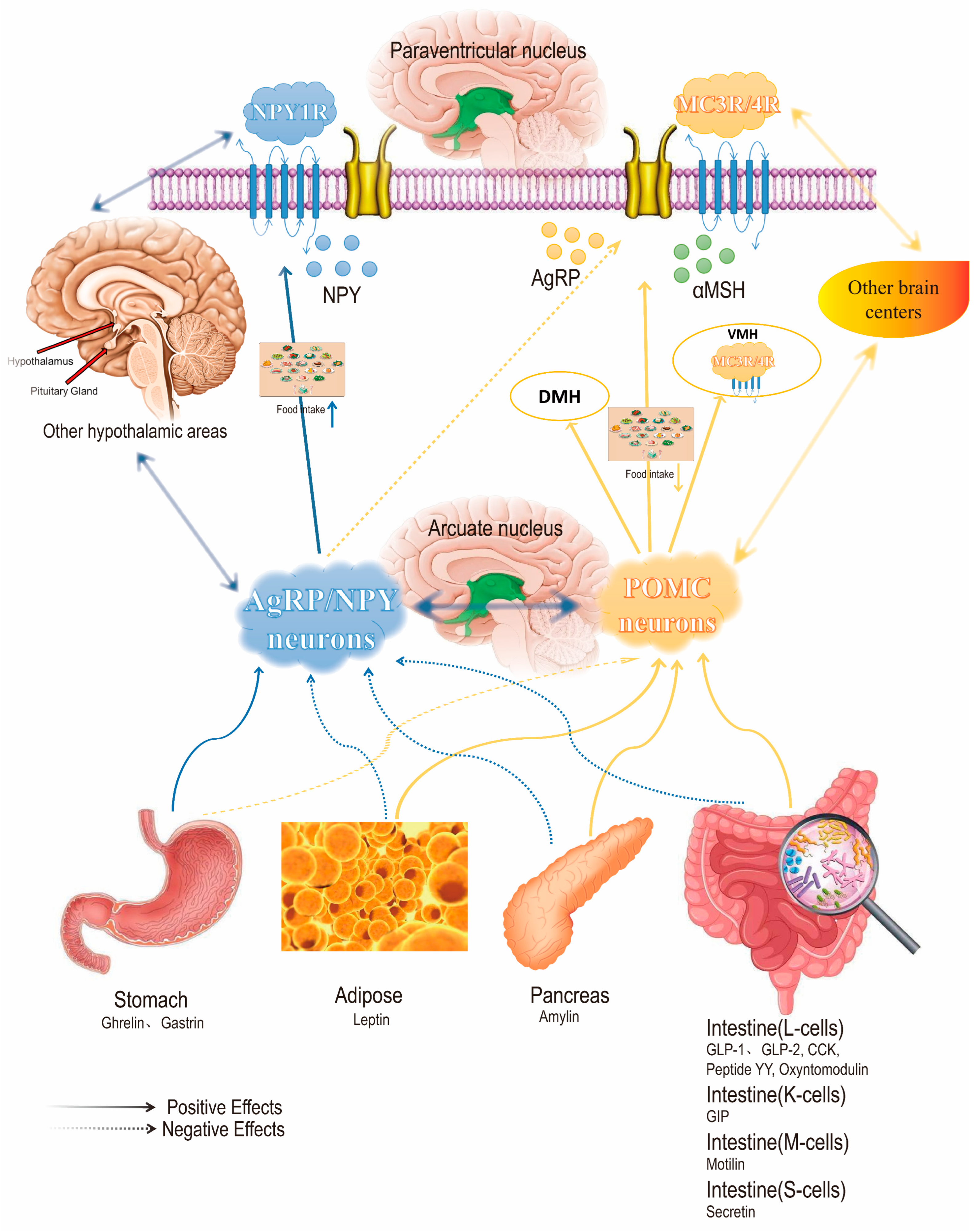Ijms 26 01651 g004 Ijms 26 01651 g004