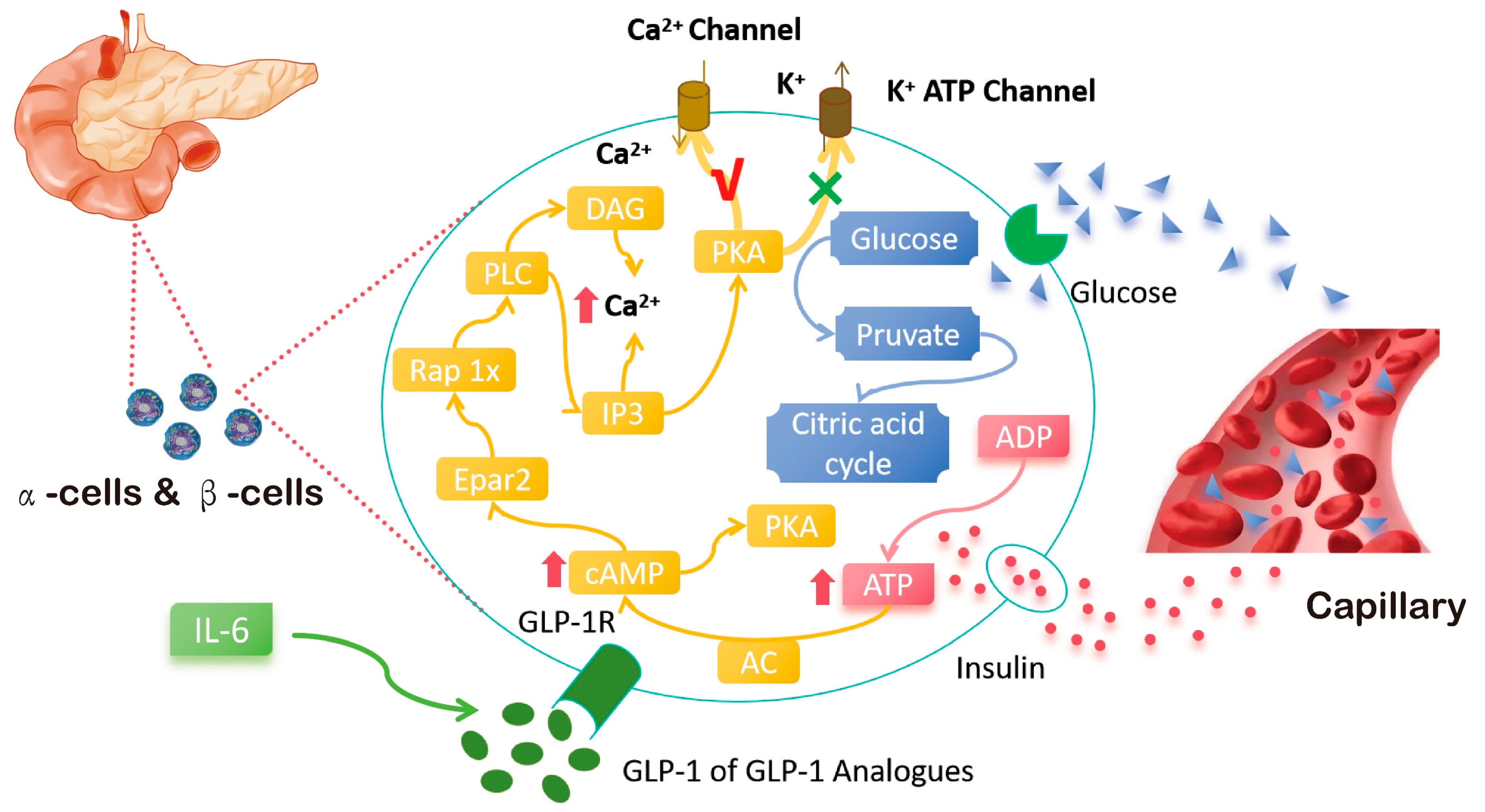 Ijms 26 01651 g005 Ijms 26 01651 g005