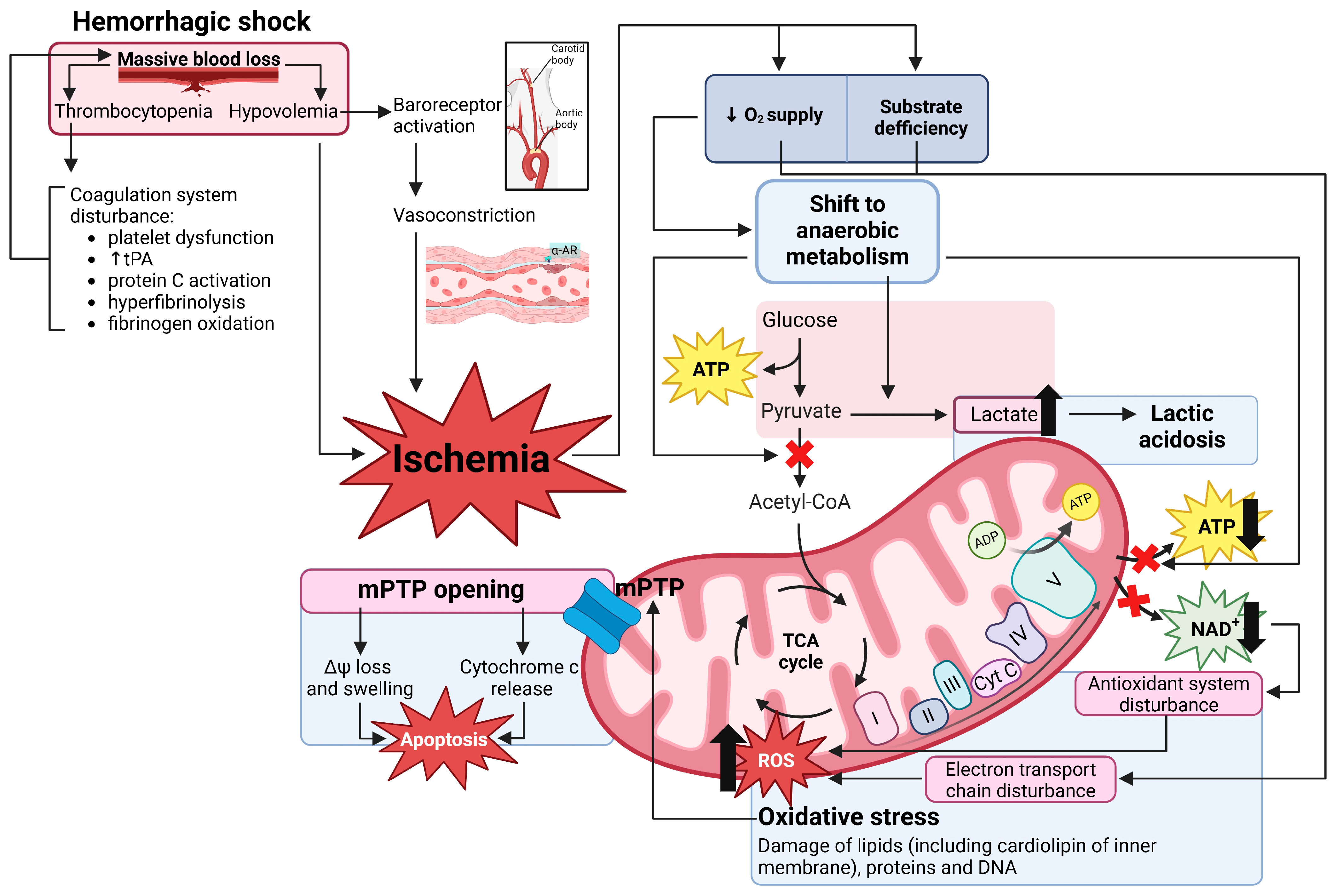 Ijms 26 01843 g001 Ijms 26 01843 g001