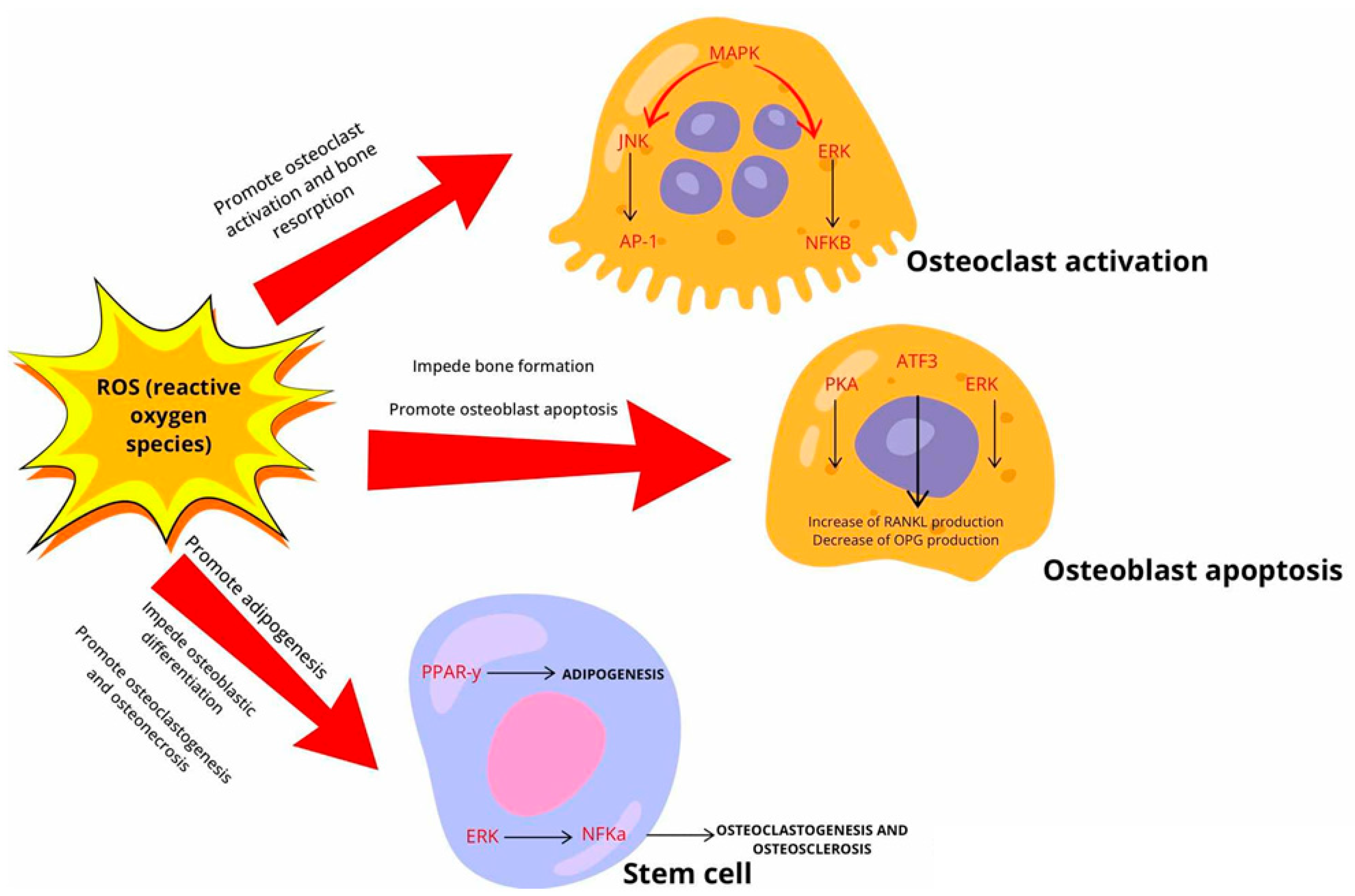 Ijms 26 01853 g002 Ijms 26 01853 g002