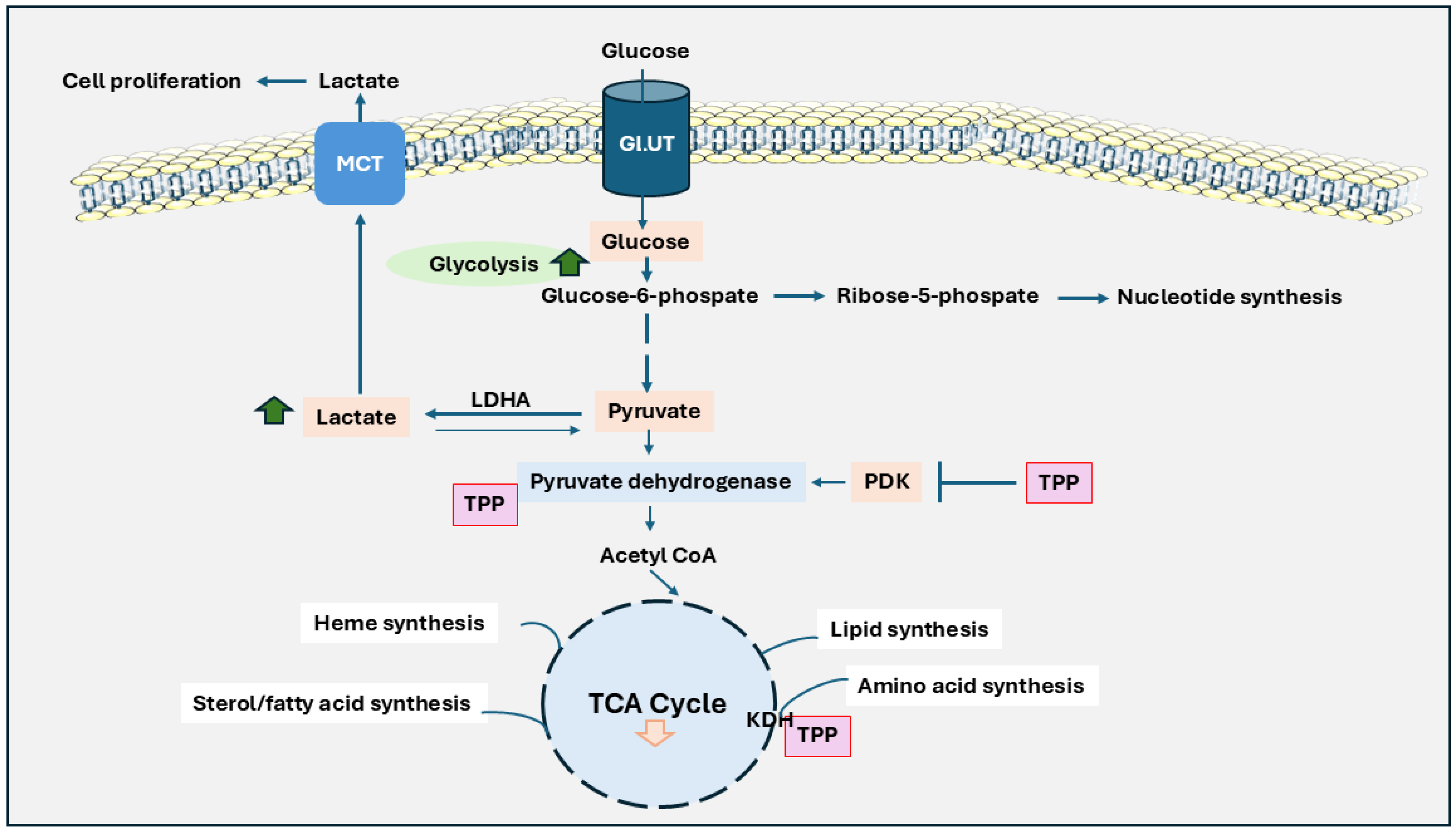 Ijms 26 01967 g001 Ijms 26 01967 g001
