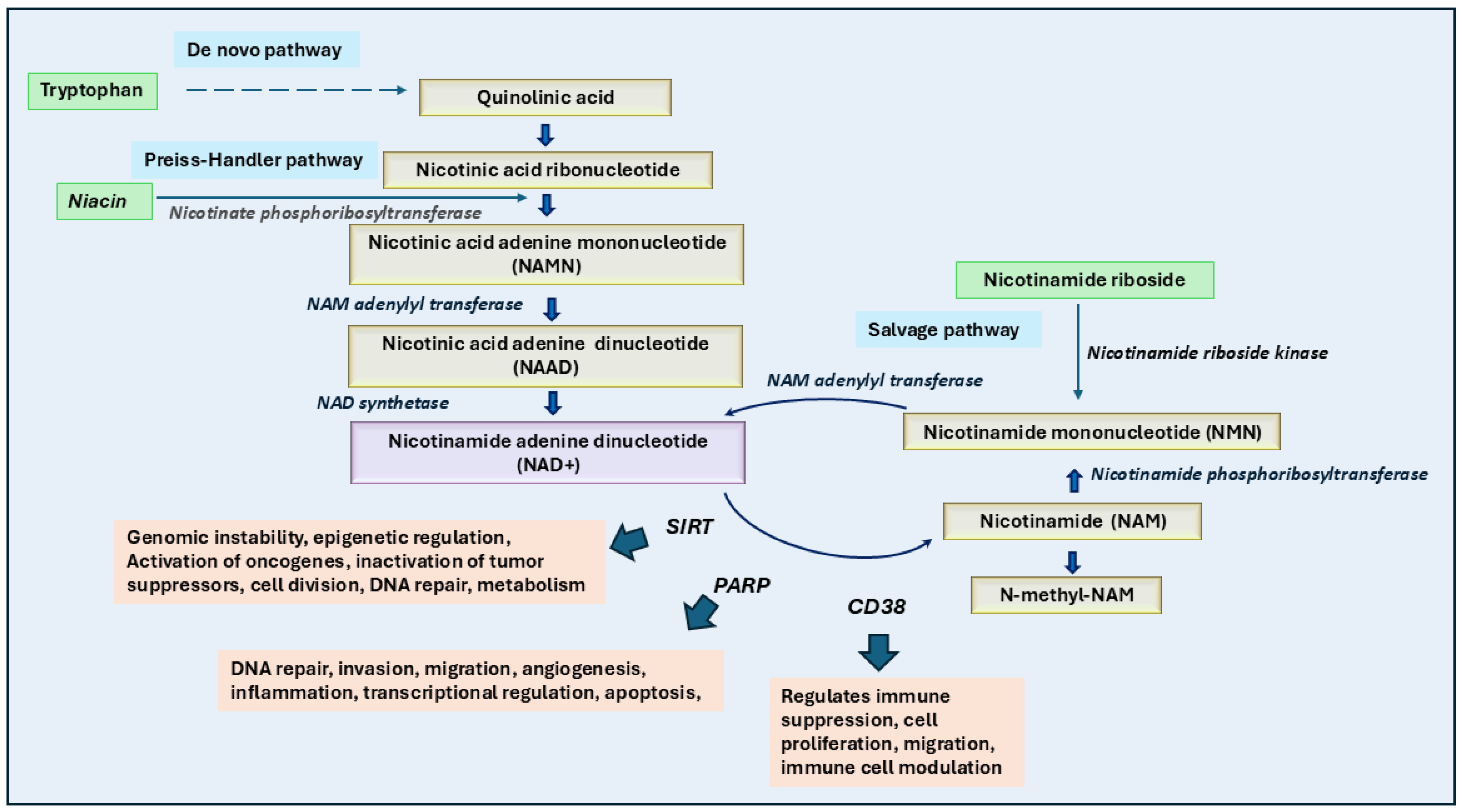 Ijms 26 01967 g004 Ijms 26 01967 g004