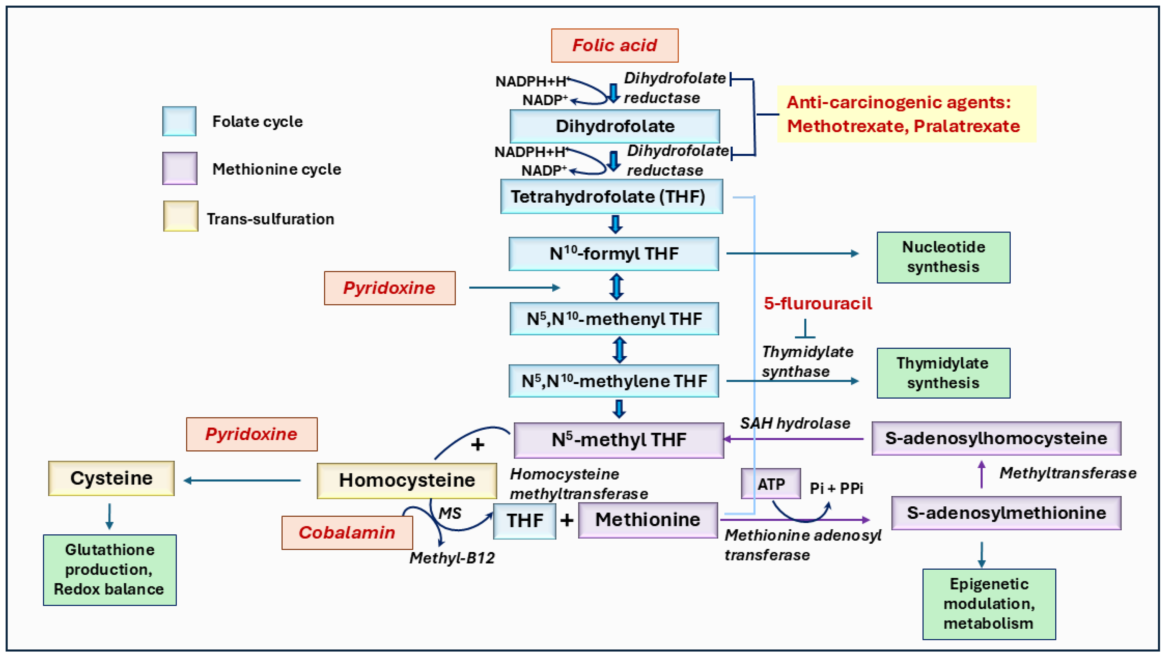 Ijms 26 01967 g006 Ijms 26 01967 g006