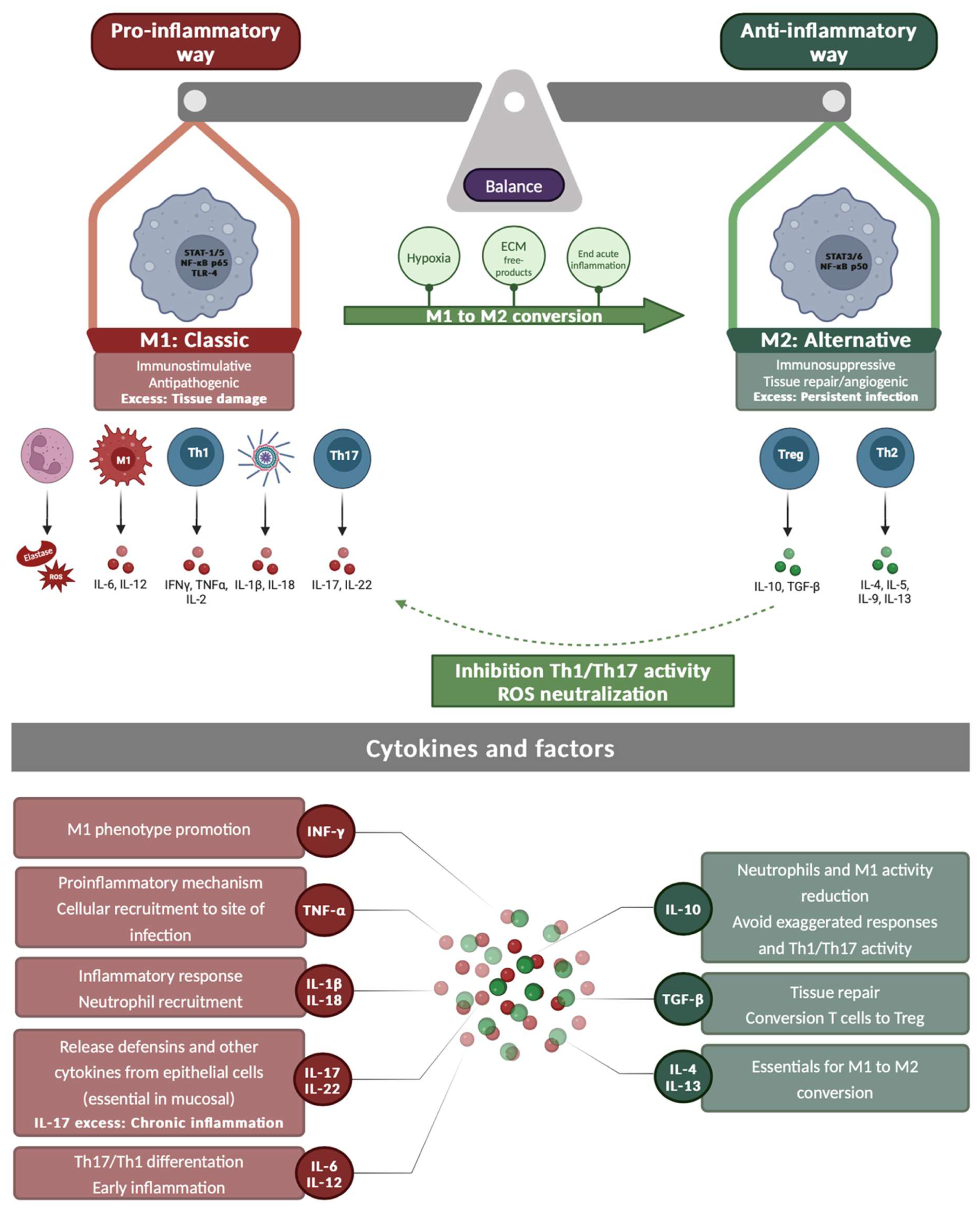 Ijms 26 02012 g003 Ijms 26 02012 g003