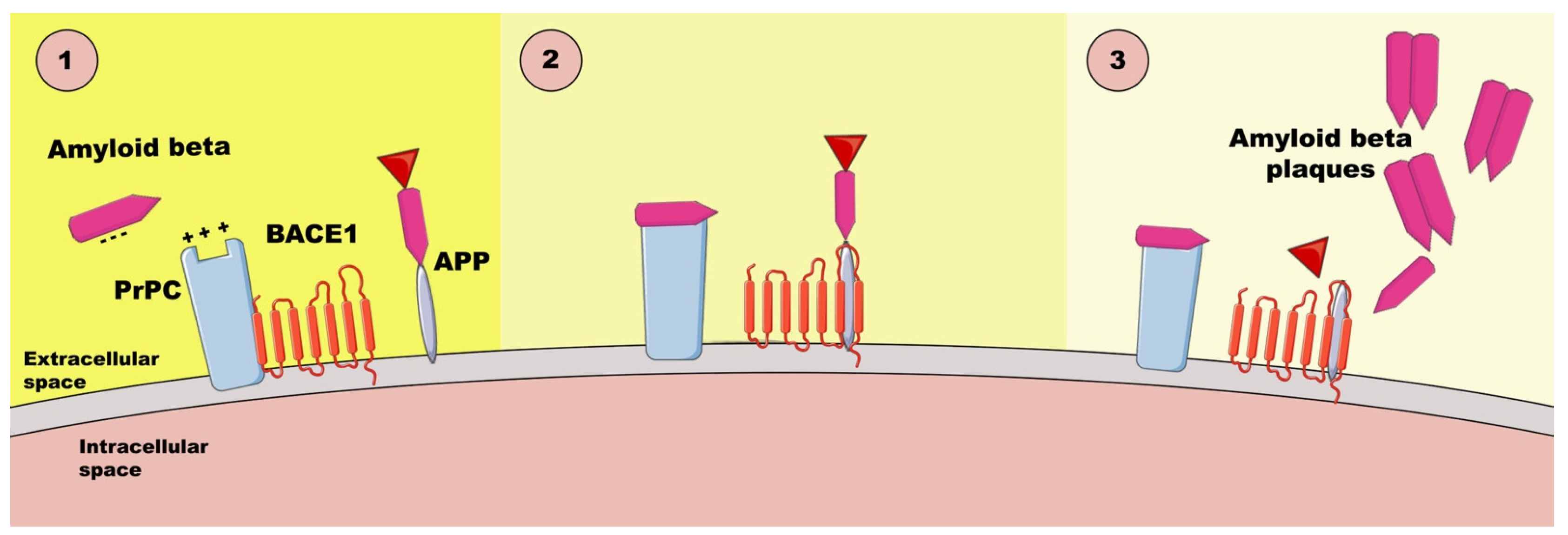 Ijms 26 02097 g001 Ijms 26 02097 g001