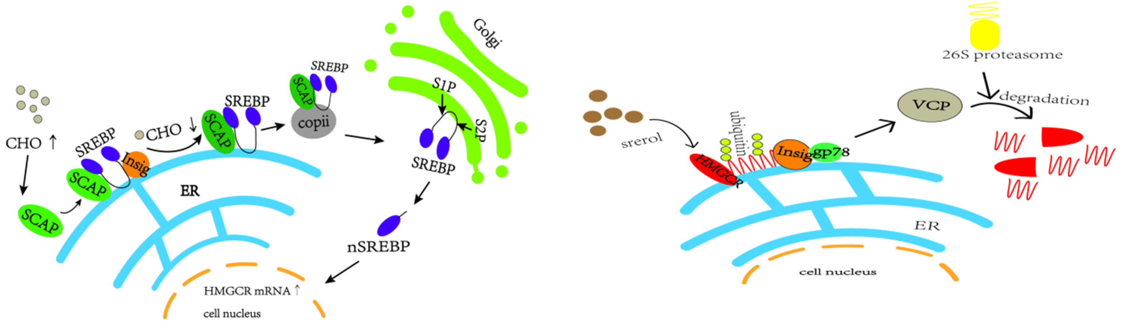 Ijms 26 02142 g013 Ijms 26 02142 g013