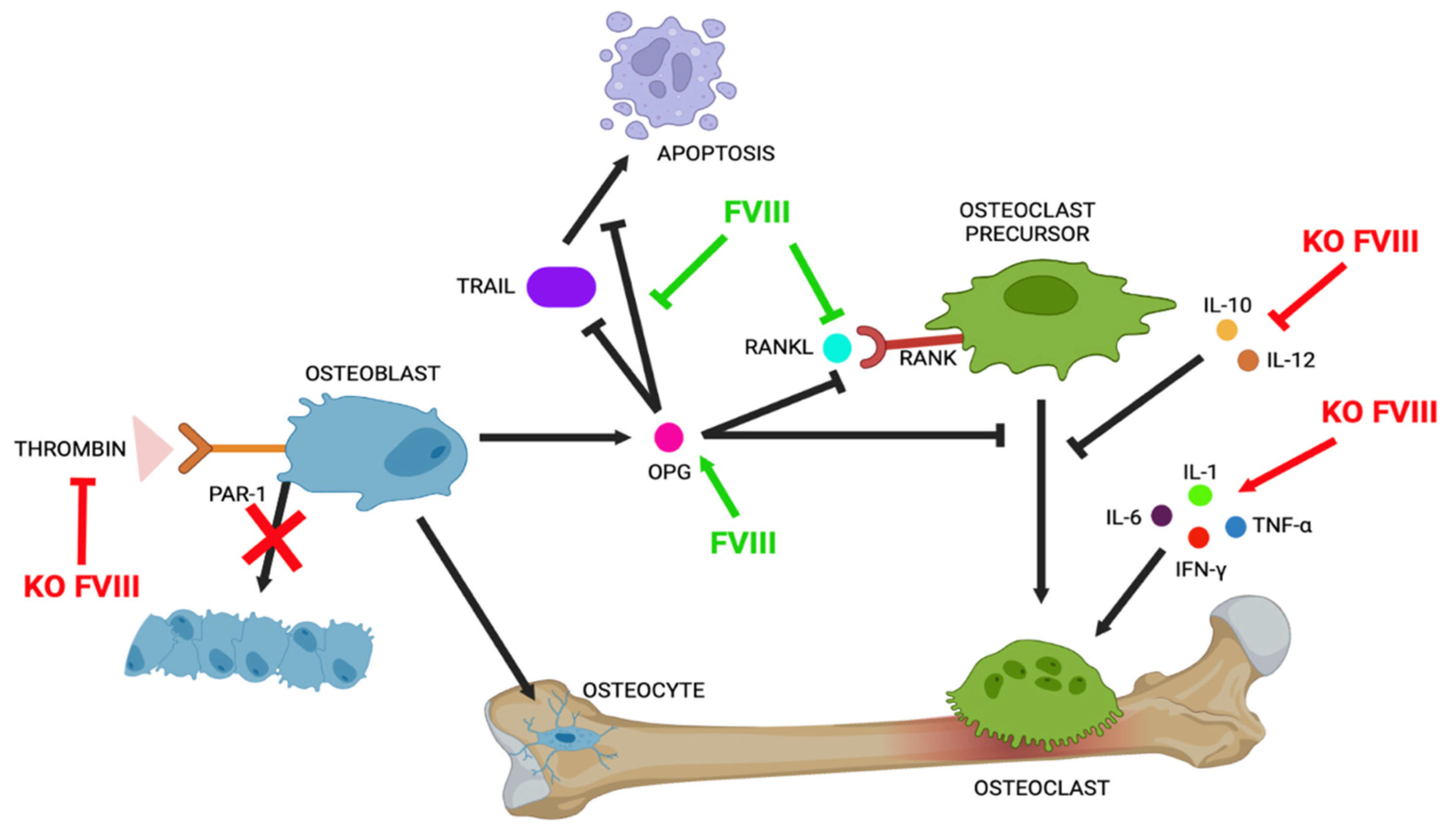 Ijms 26 02172 g003 Ijms 26 02172 g003