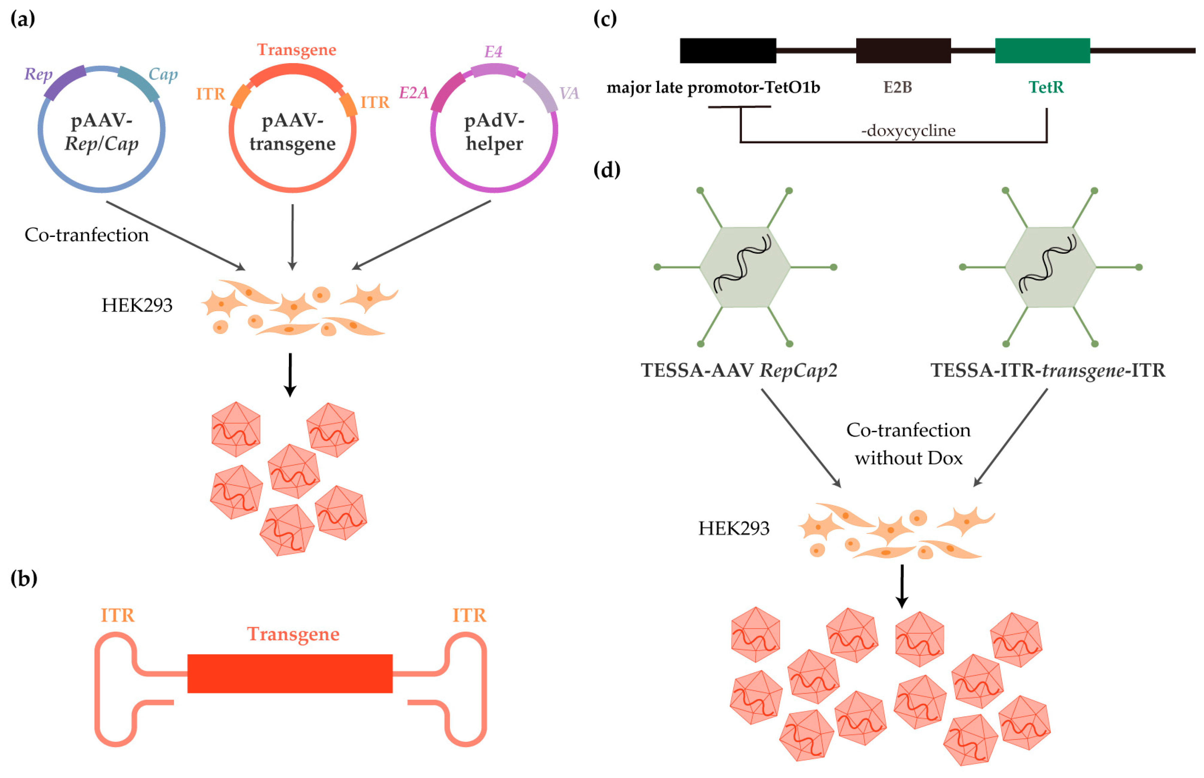 Ijms 26 02213 g003 Ijms 26 02213 g003